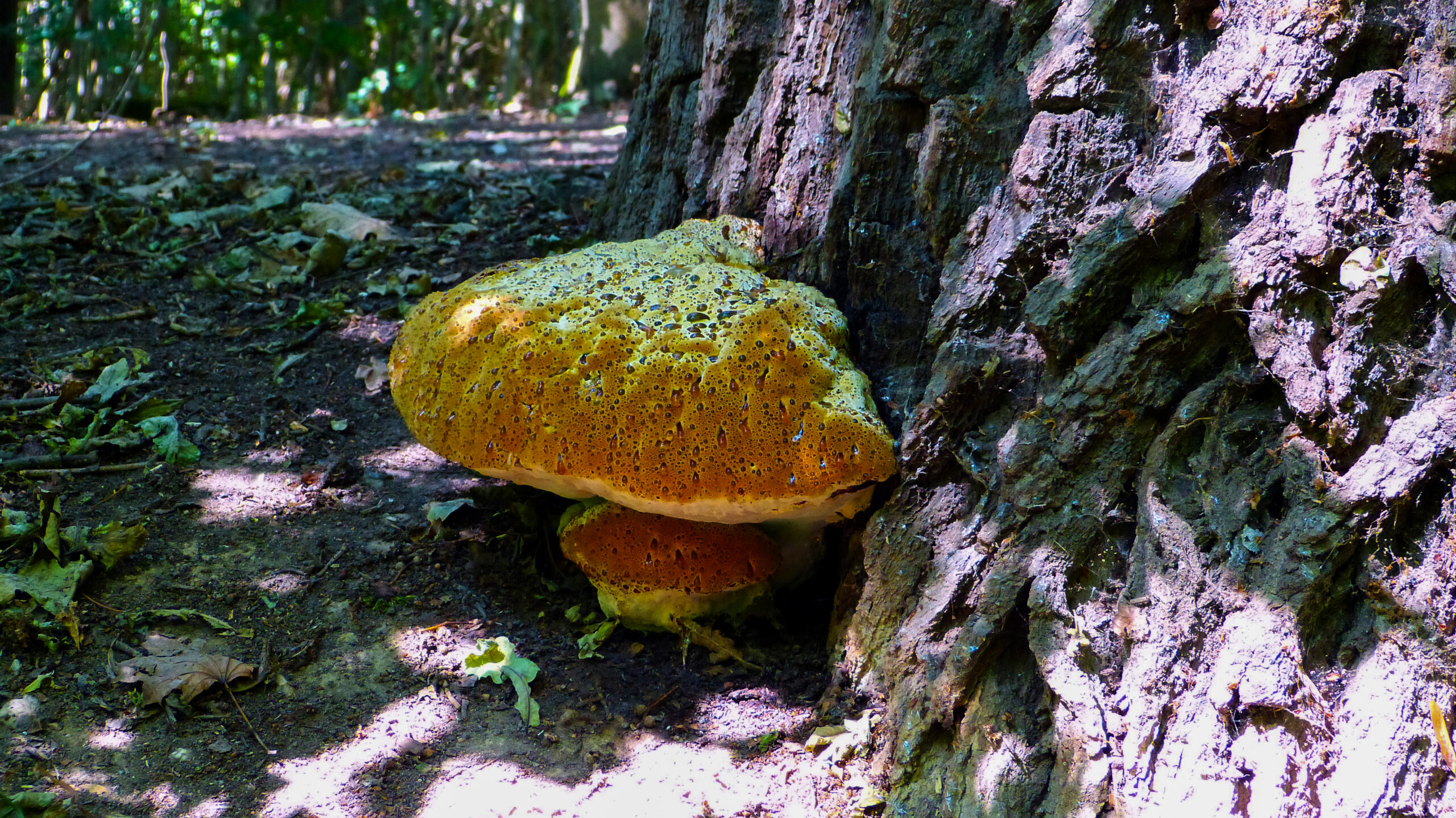 Oak Bracket (Pseudoinonotus dryadeus)