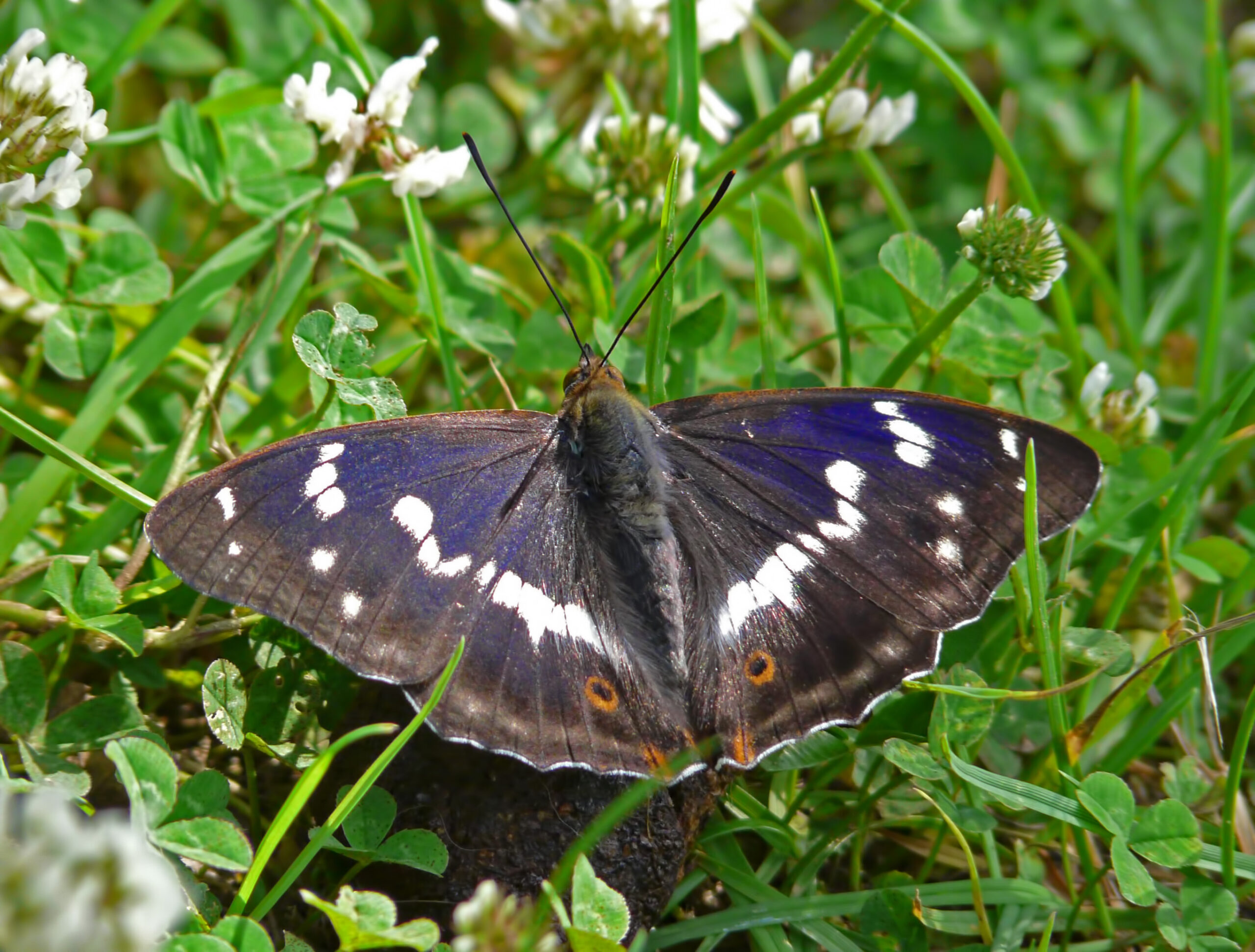 Purple Emperor Butterfly