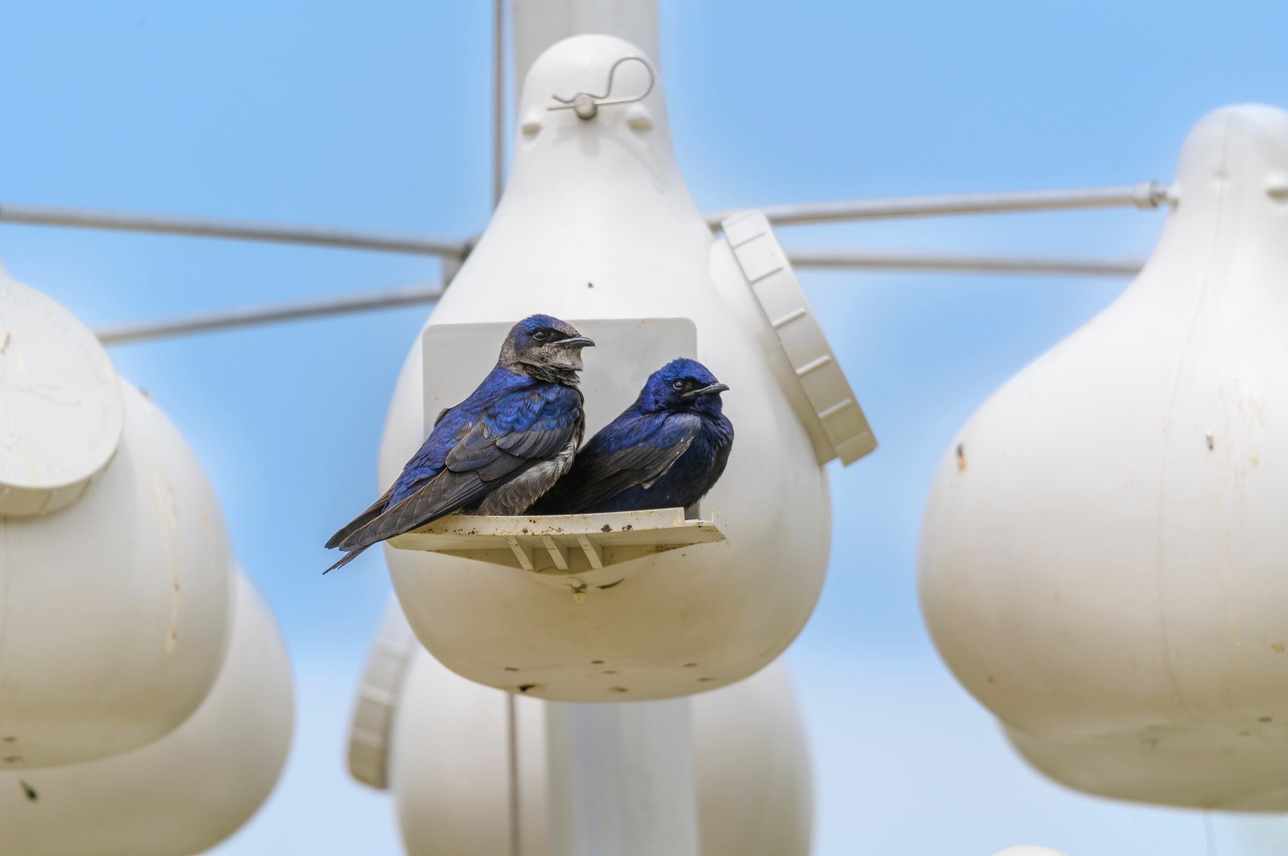 Purple Martin