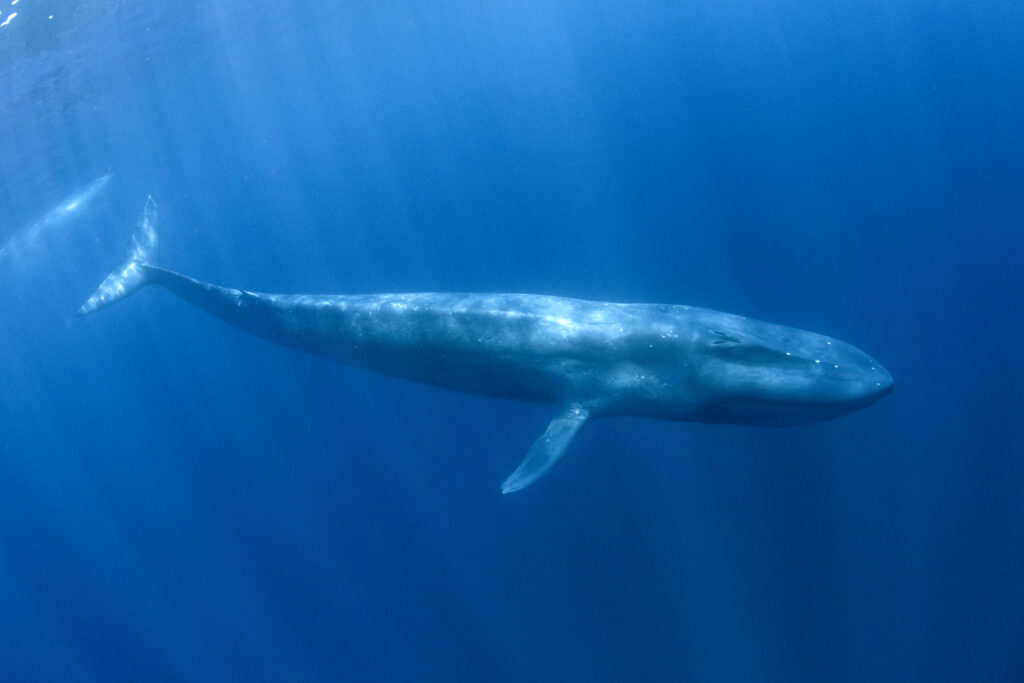 Pygmy Blue Whale