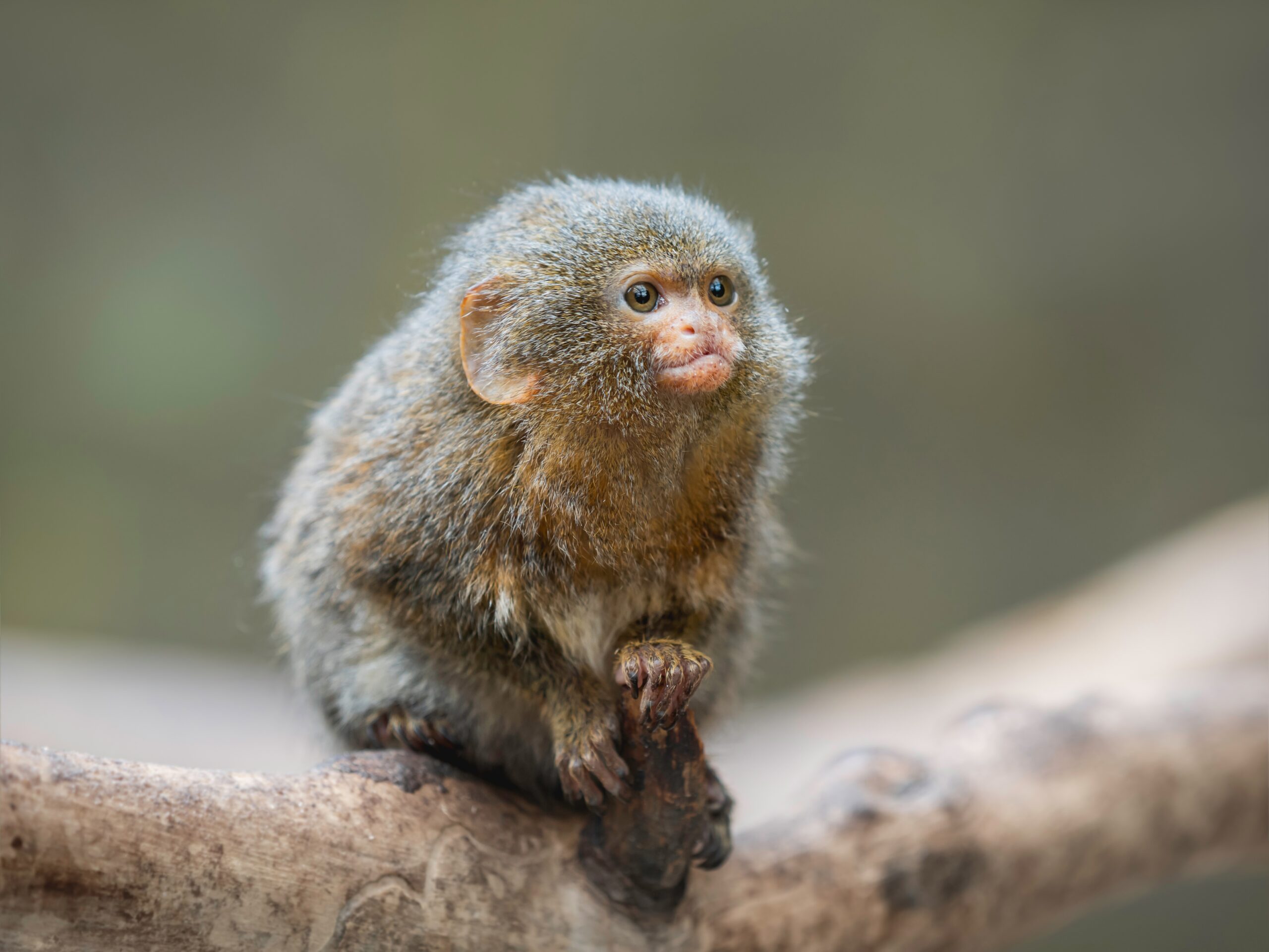 Pygmy Marmoset