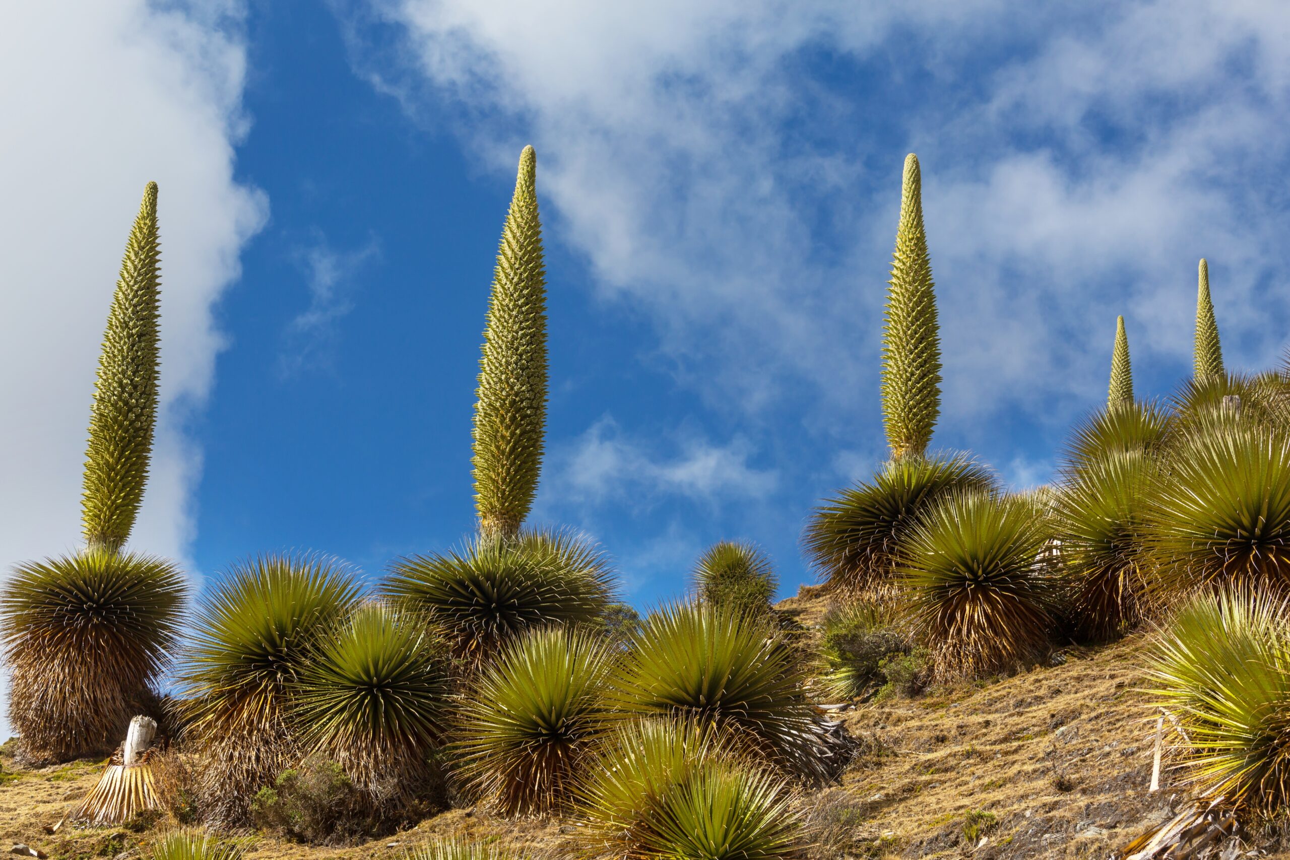 Queen of the Andes