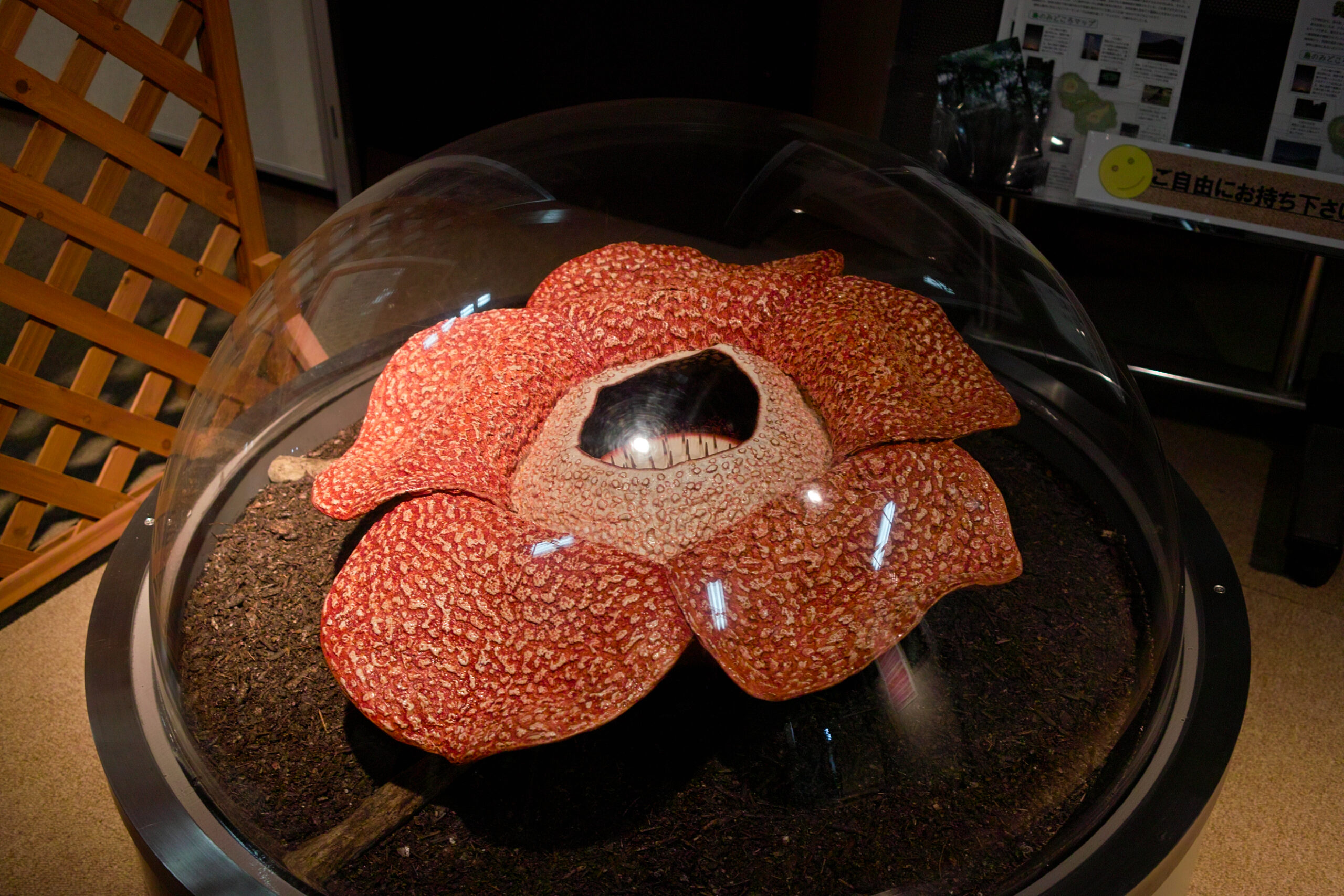 Rafflesia Arnoldii