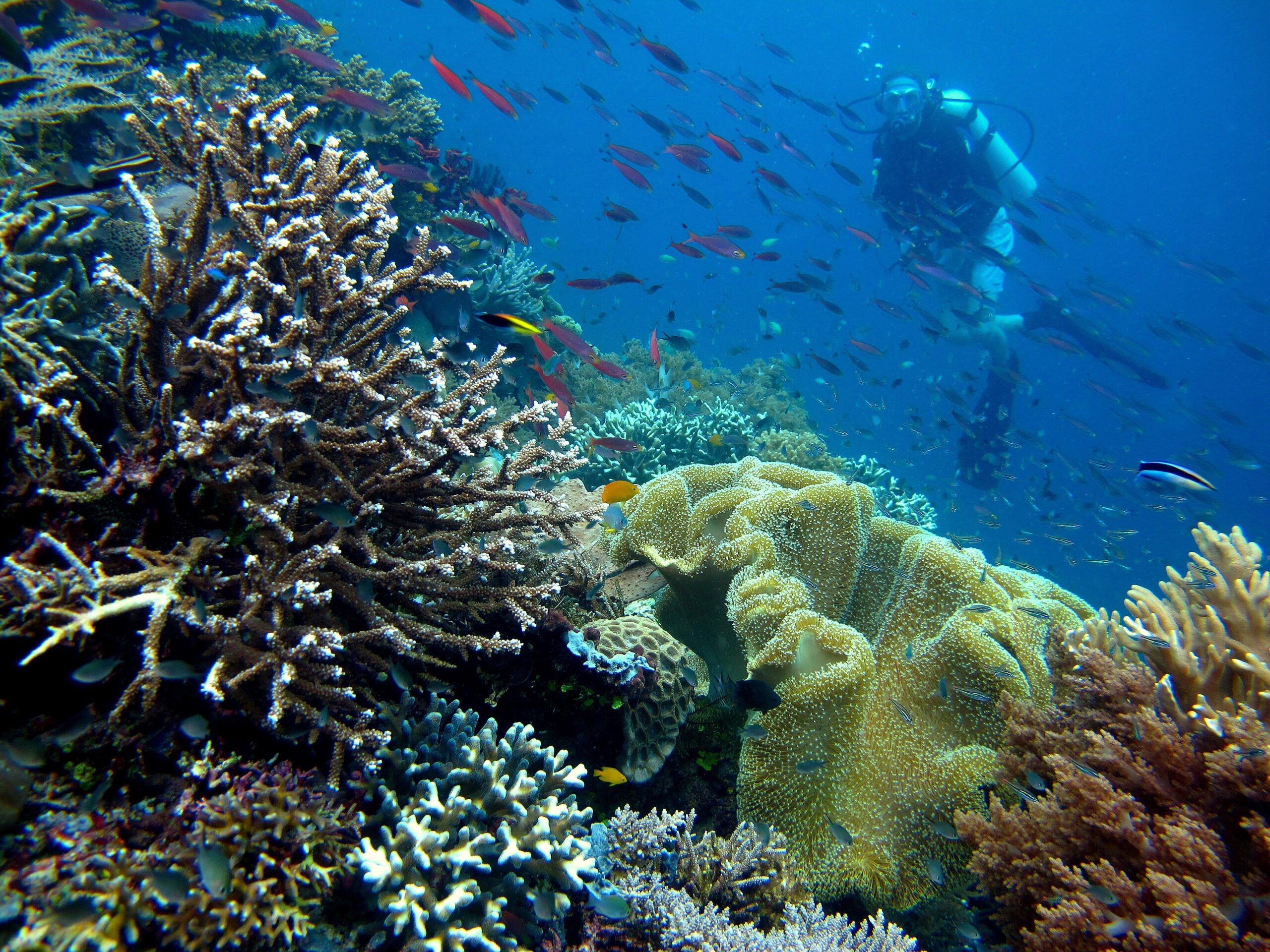 Raja Ampat Coral Reef, Indonesia