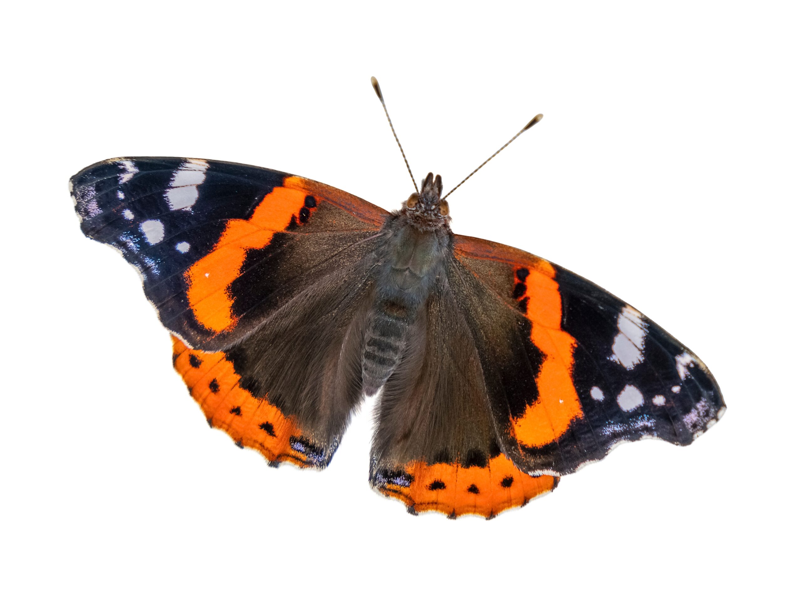 Red Admiral Butterfly (Vanessa atalanta)