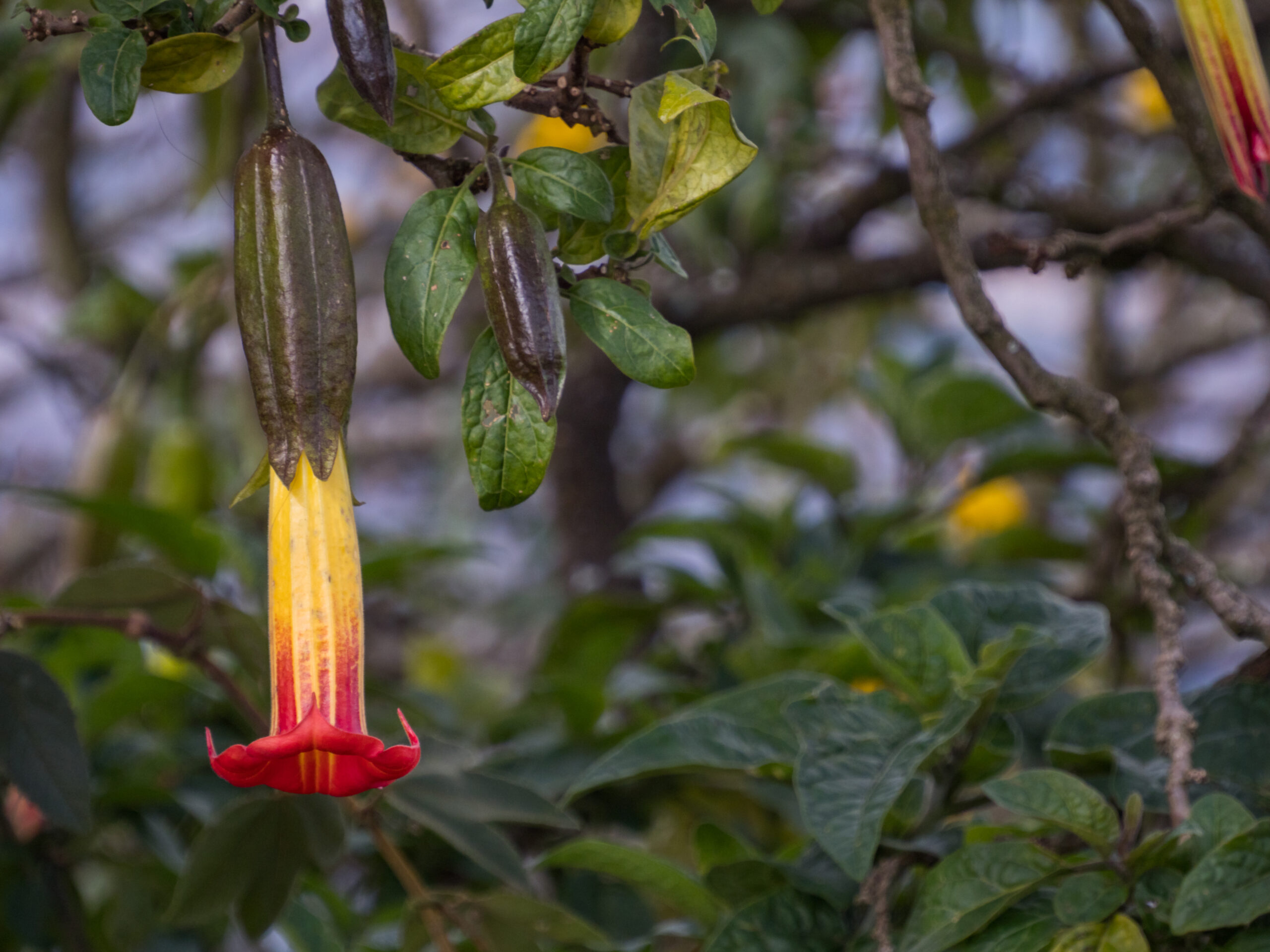 Red Angel's Trumpet (Brugmansia sanguinea)