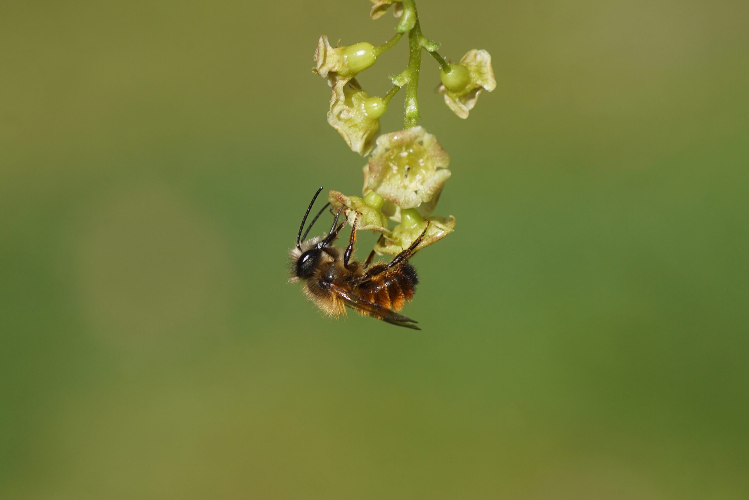 Red Mason Bee