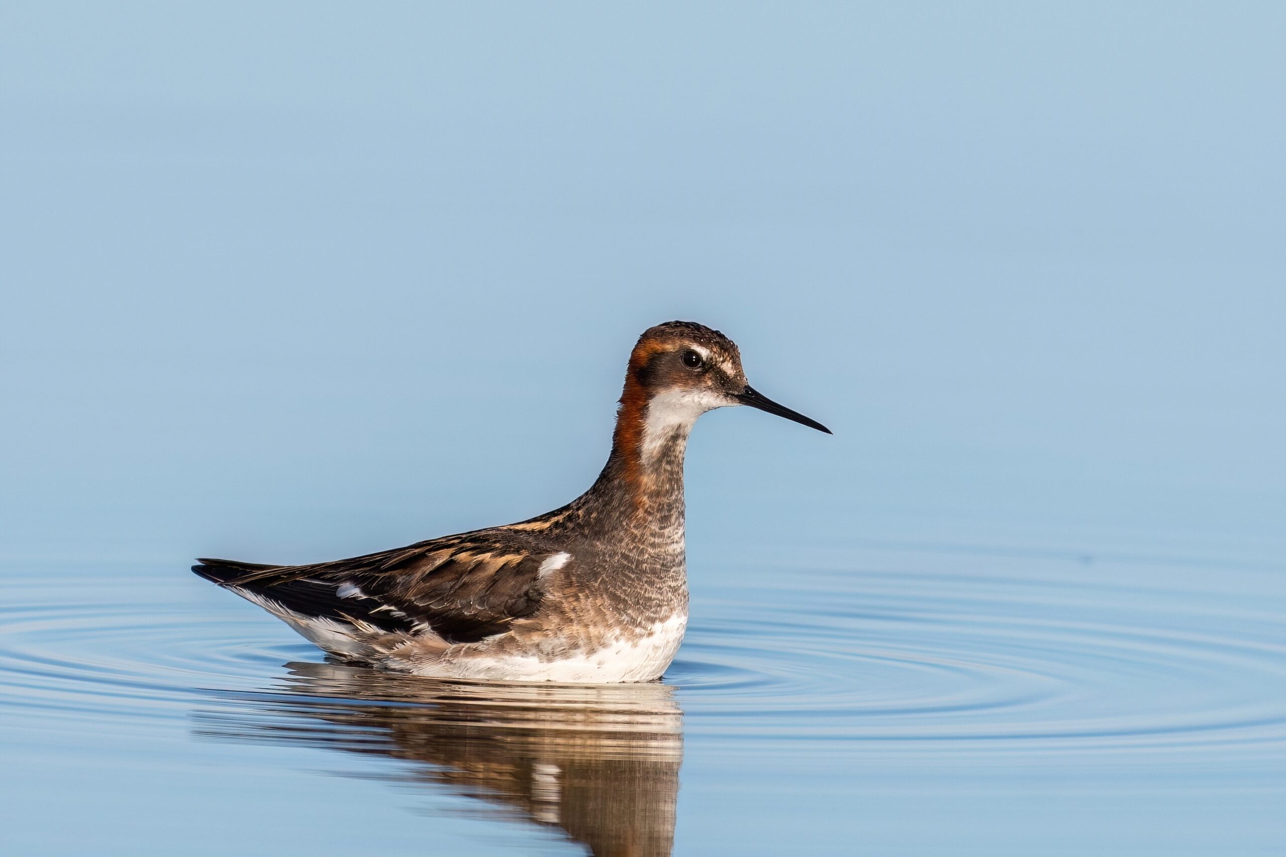 Red-necked Phalarope