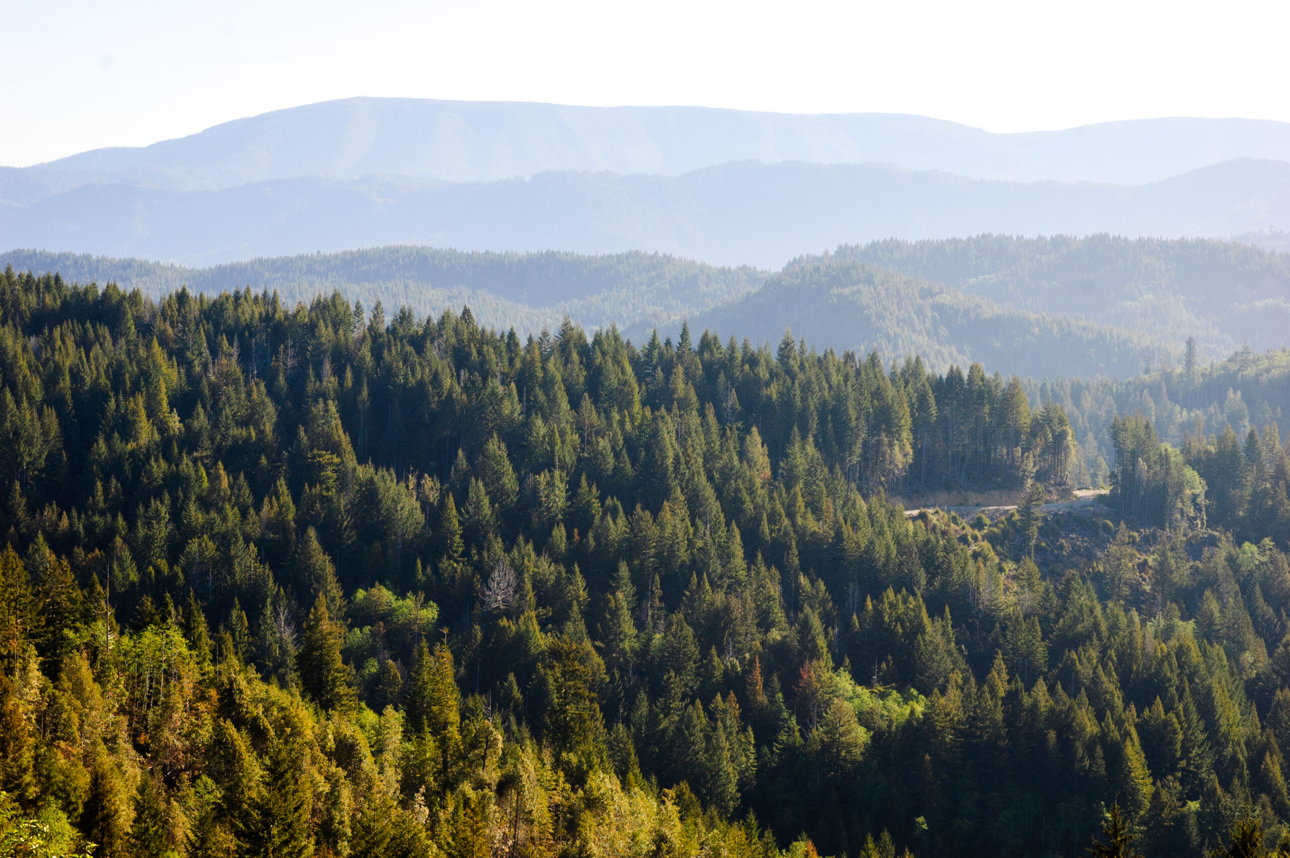 Redwood National and State Parks, United States (California)