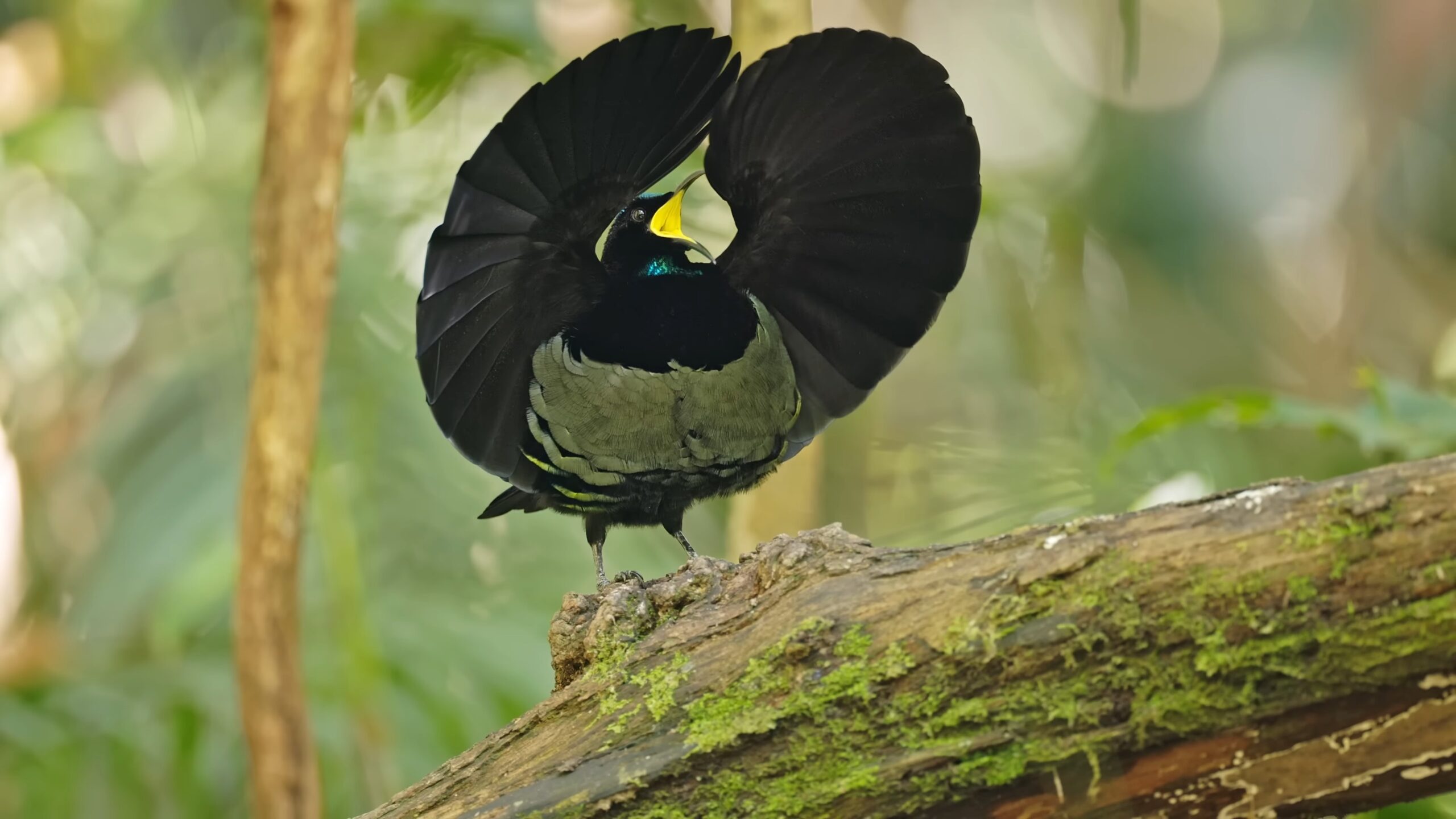 Riflebird