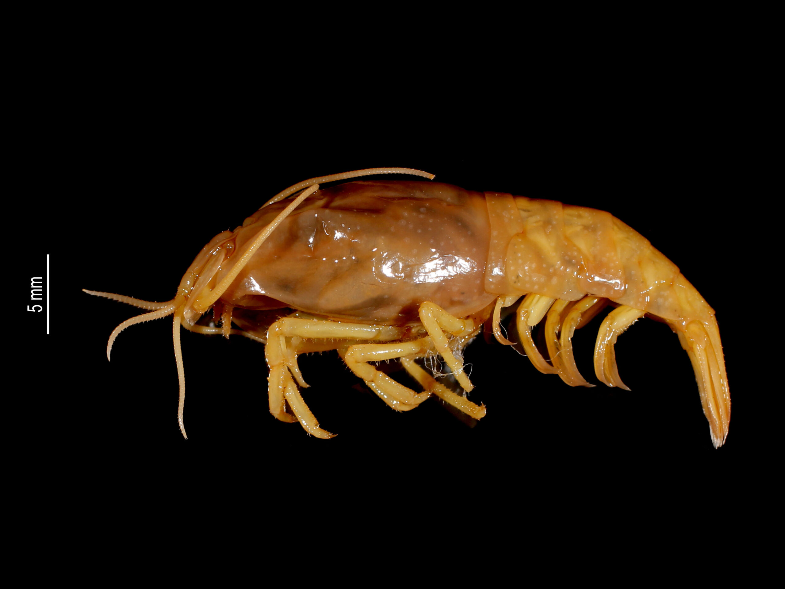 Rimicaris exoculata (Shrimp)