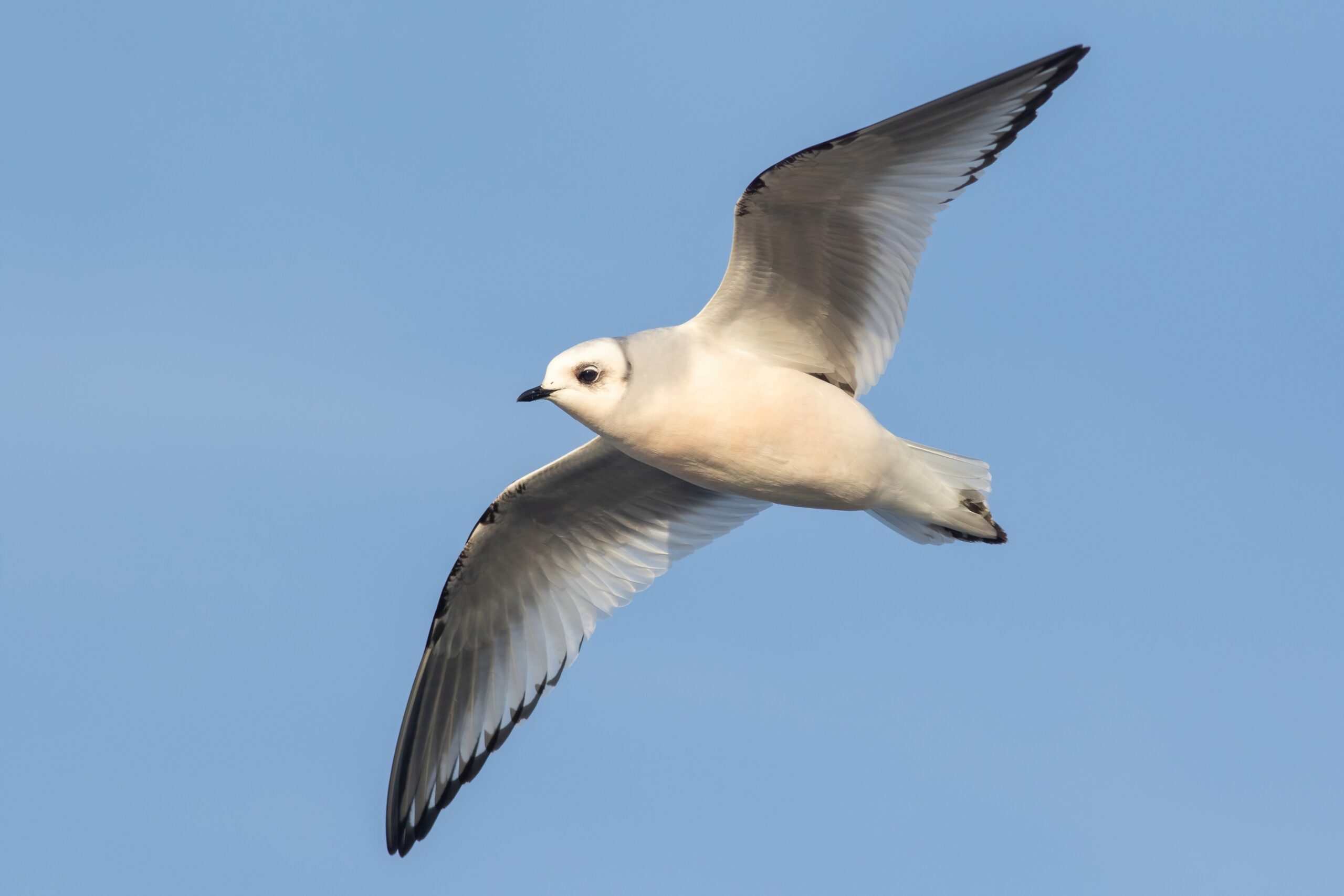 Ross’s Gull