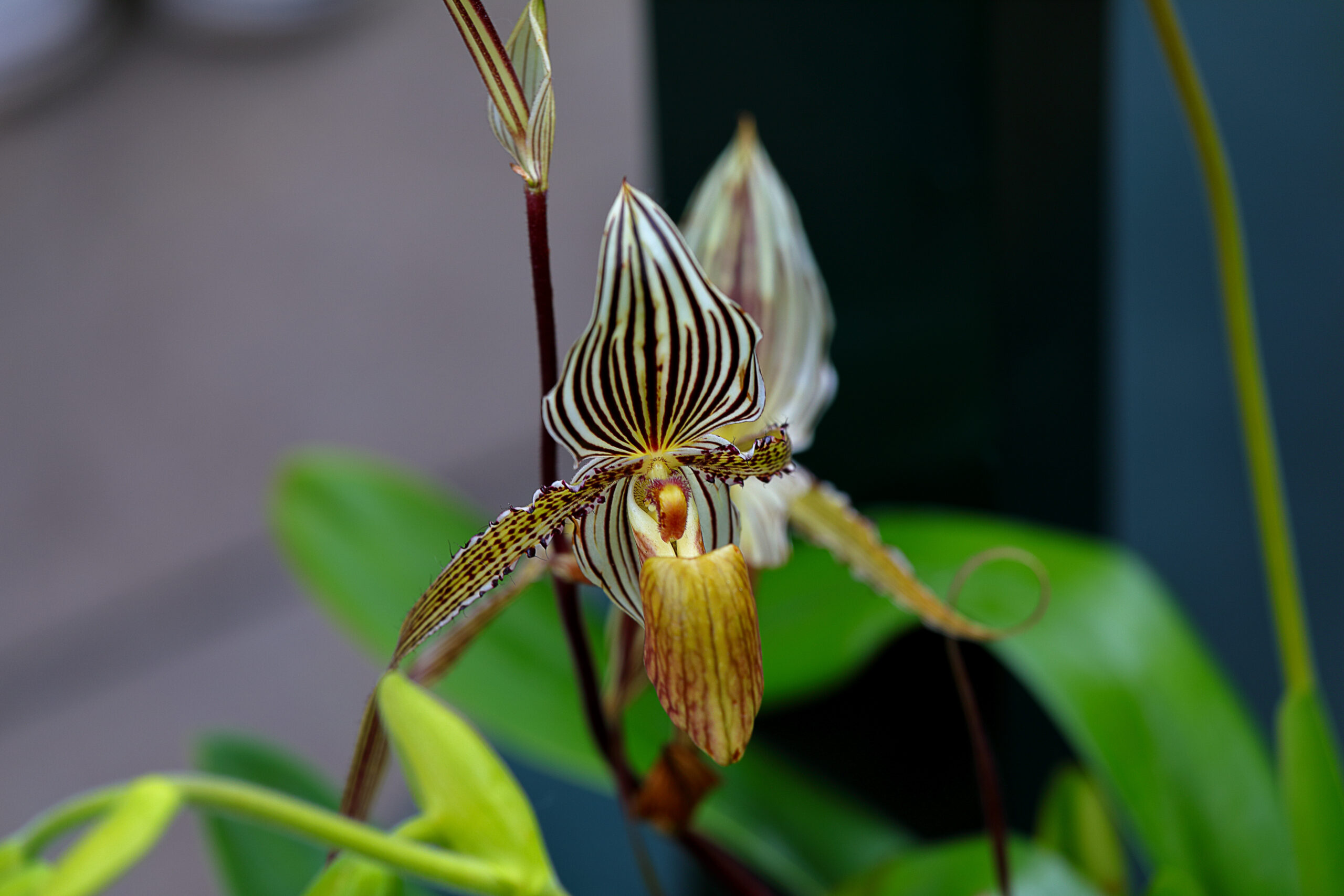 Rothschild's Slipper Orchid