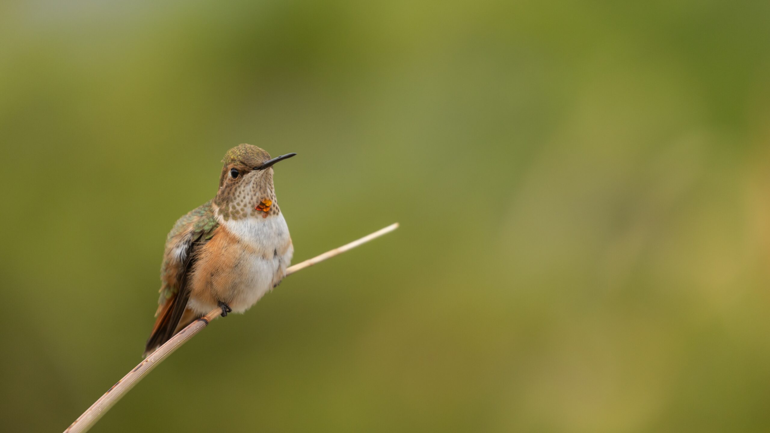 Rufous Hummingbird