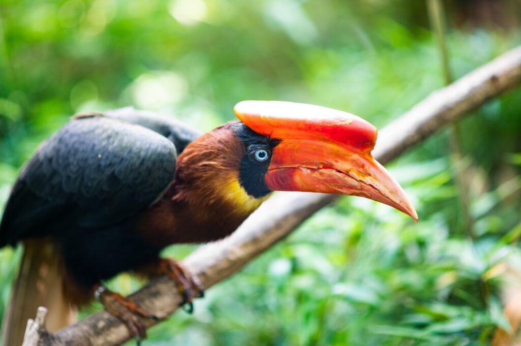 Rufous-headed Hornbill