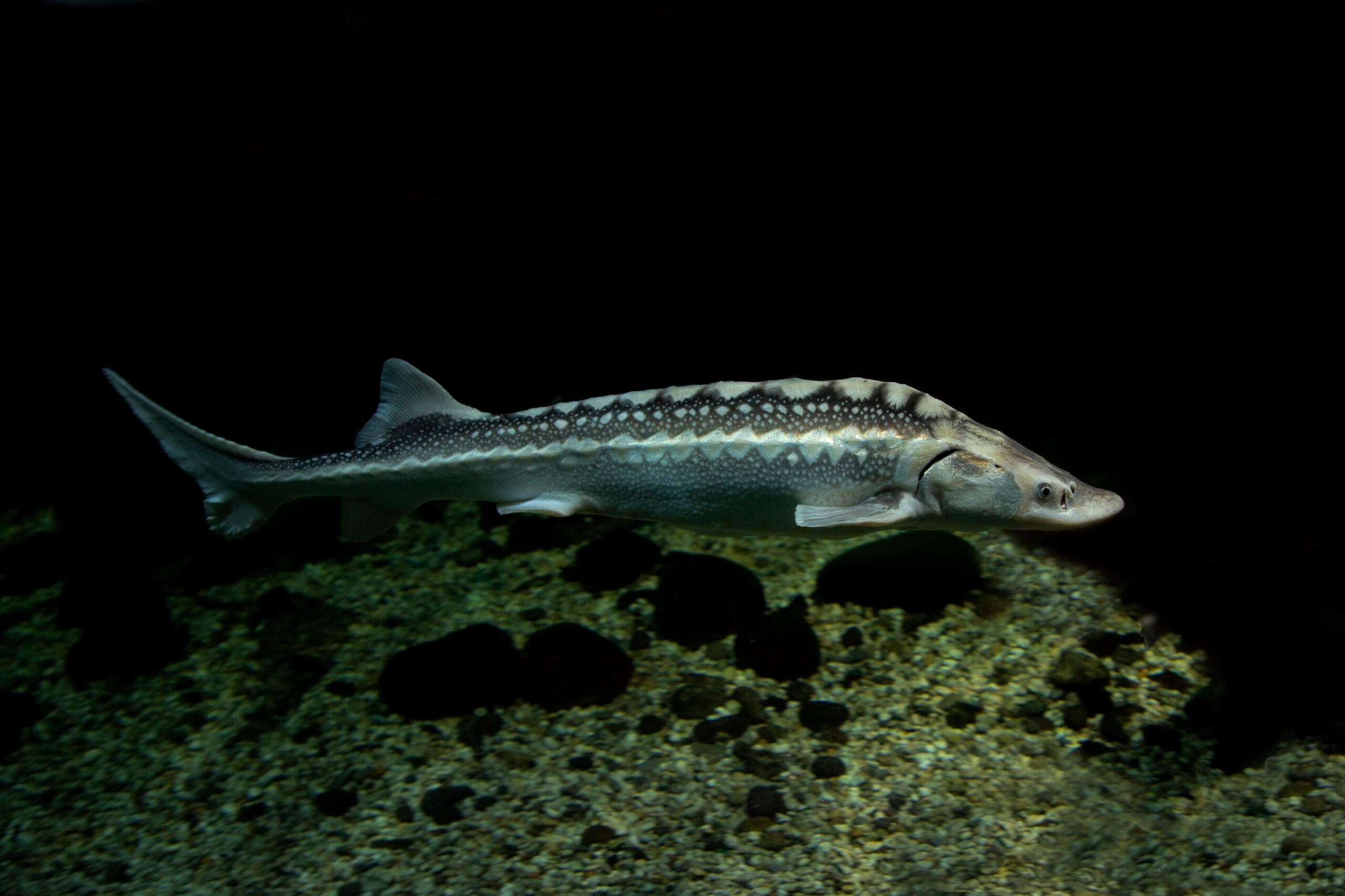 Russian Sturgeon (Acipenser gueldenstaedtii)