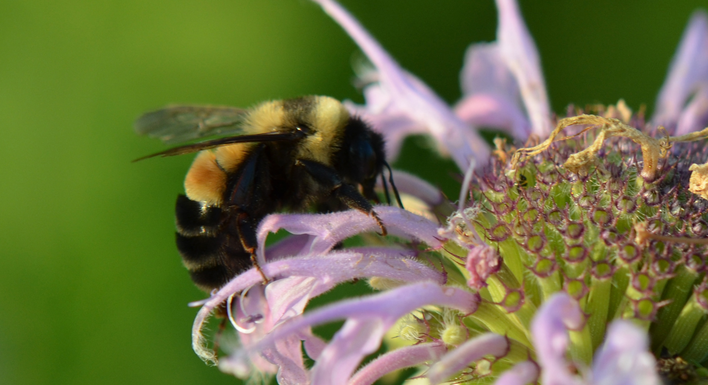 Rusty Patched Bumblebee