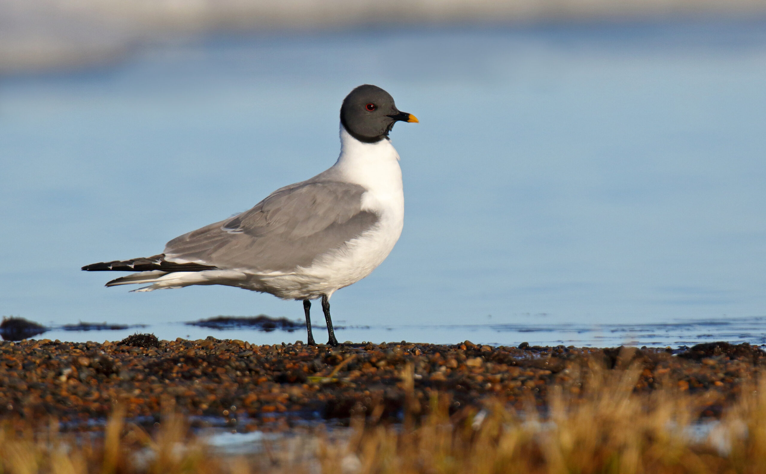 Sabine's Gull