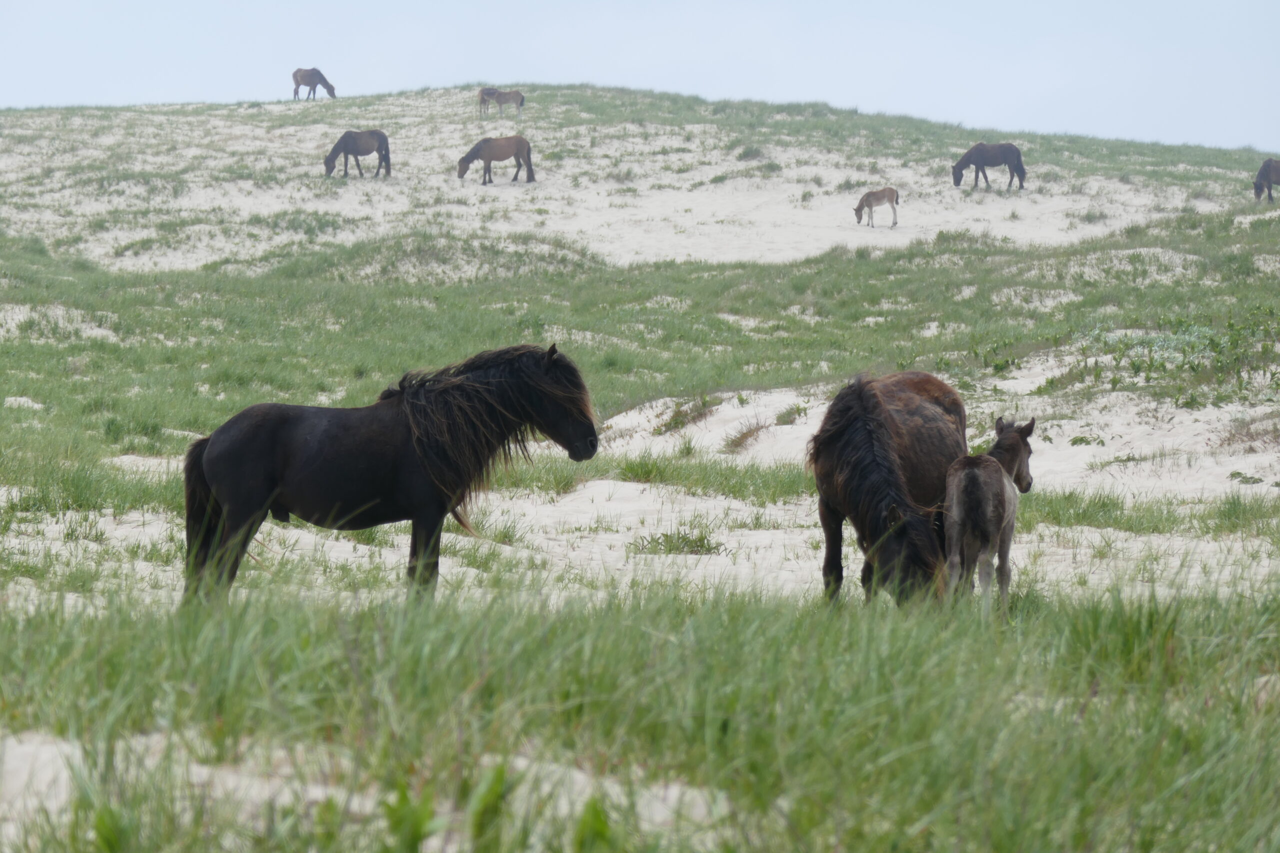 Sable Island, Canada