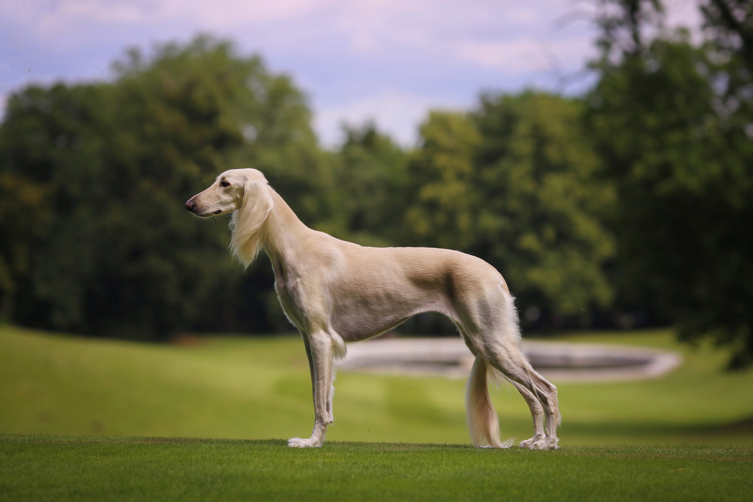 Saluki