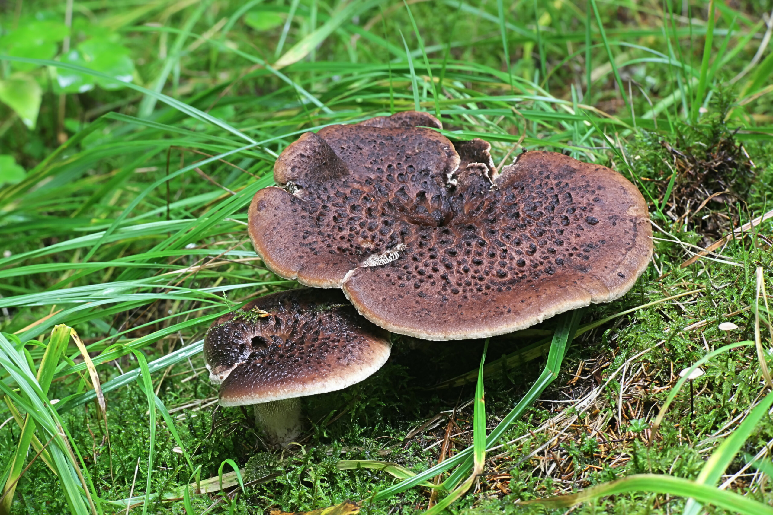 Scaly Hedgehog (Sarcodon imbricatus)