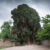 20 Oldest Trees in the World