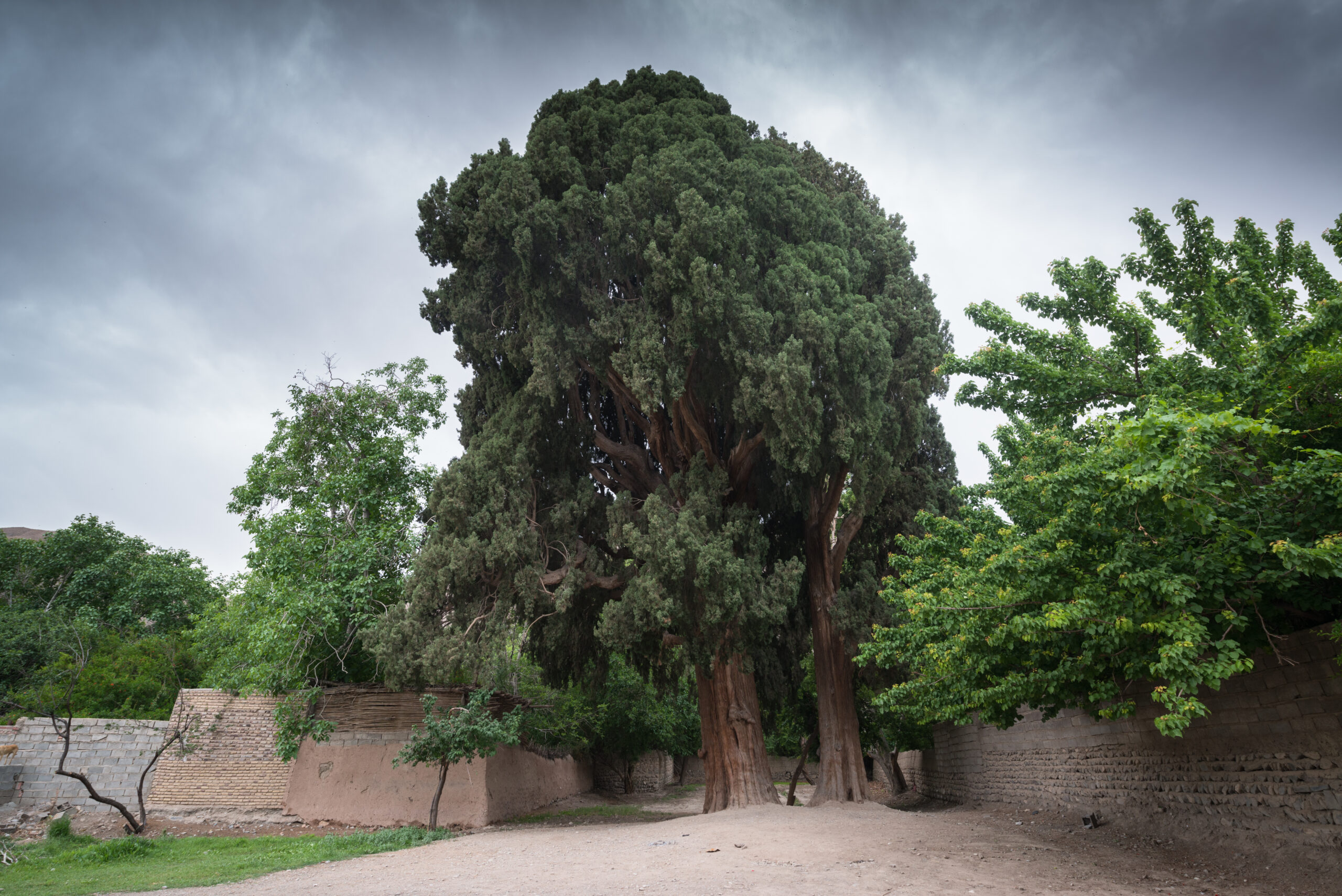 Sarv-e Abarqu – Cypress, Iran