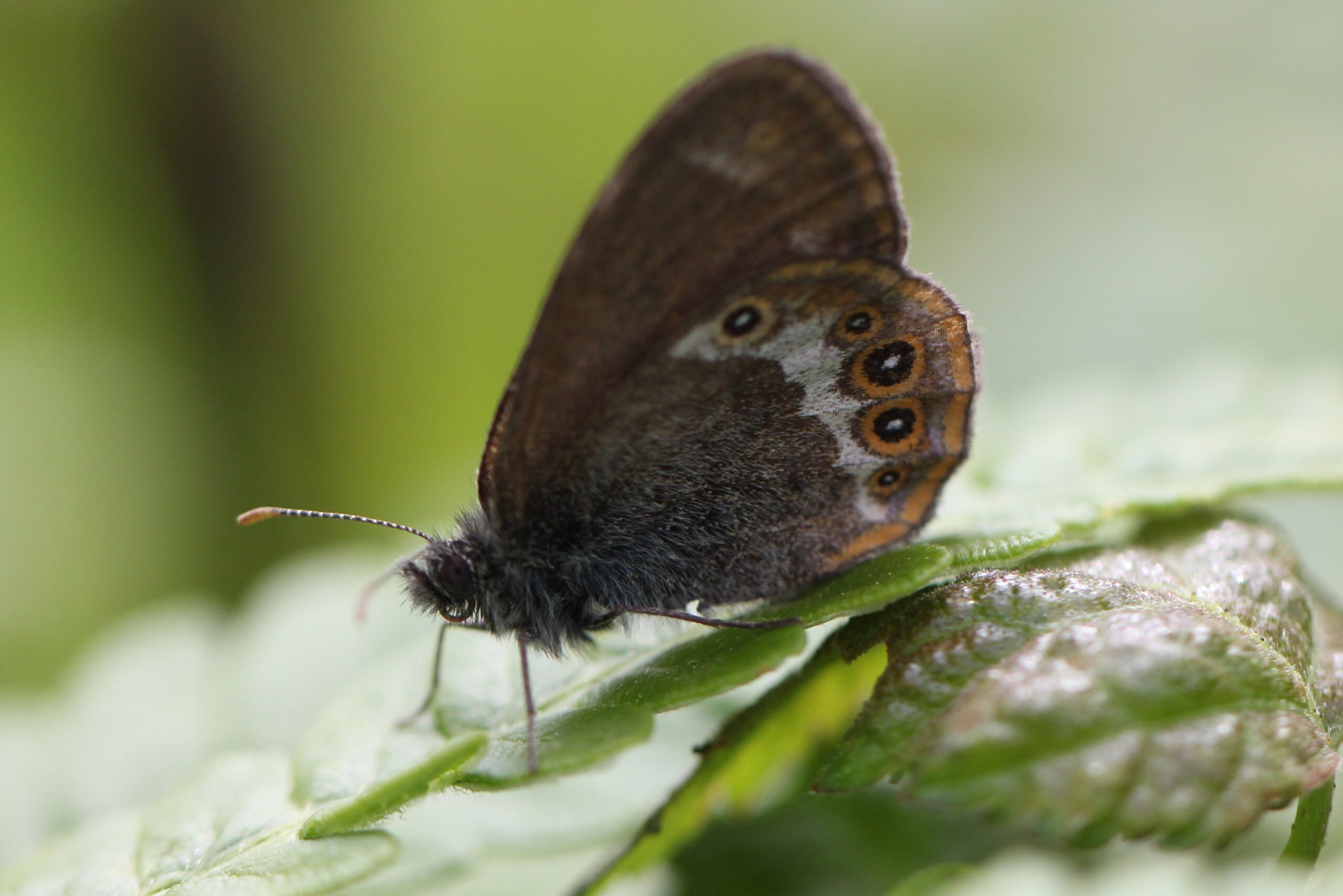 Scarce Heath Butterfly