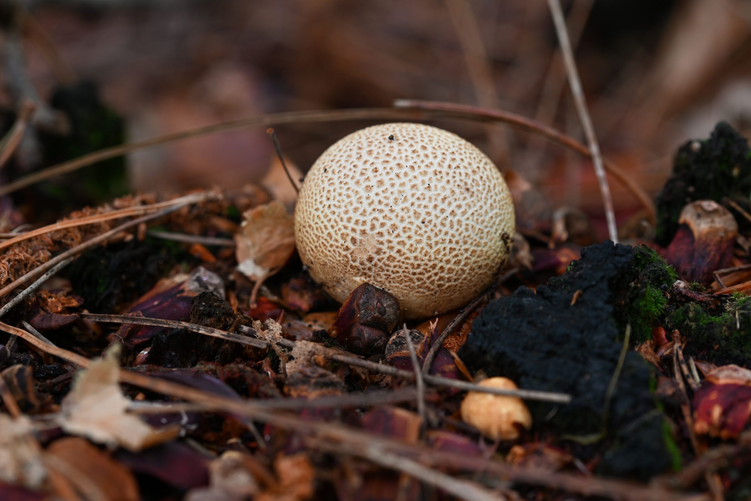 Common Earthball (Scleroderma citrinum)