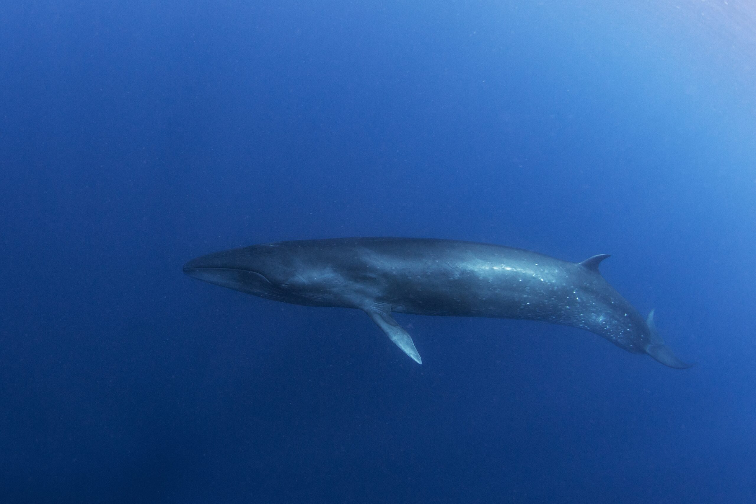 Sei Whale