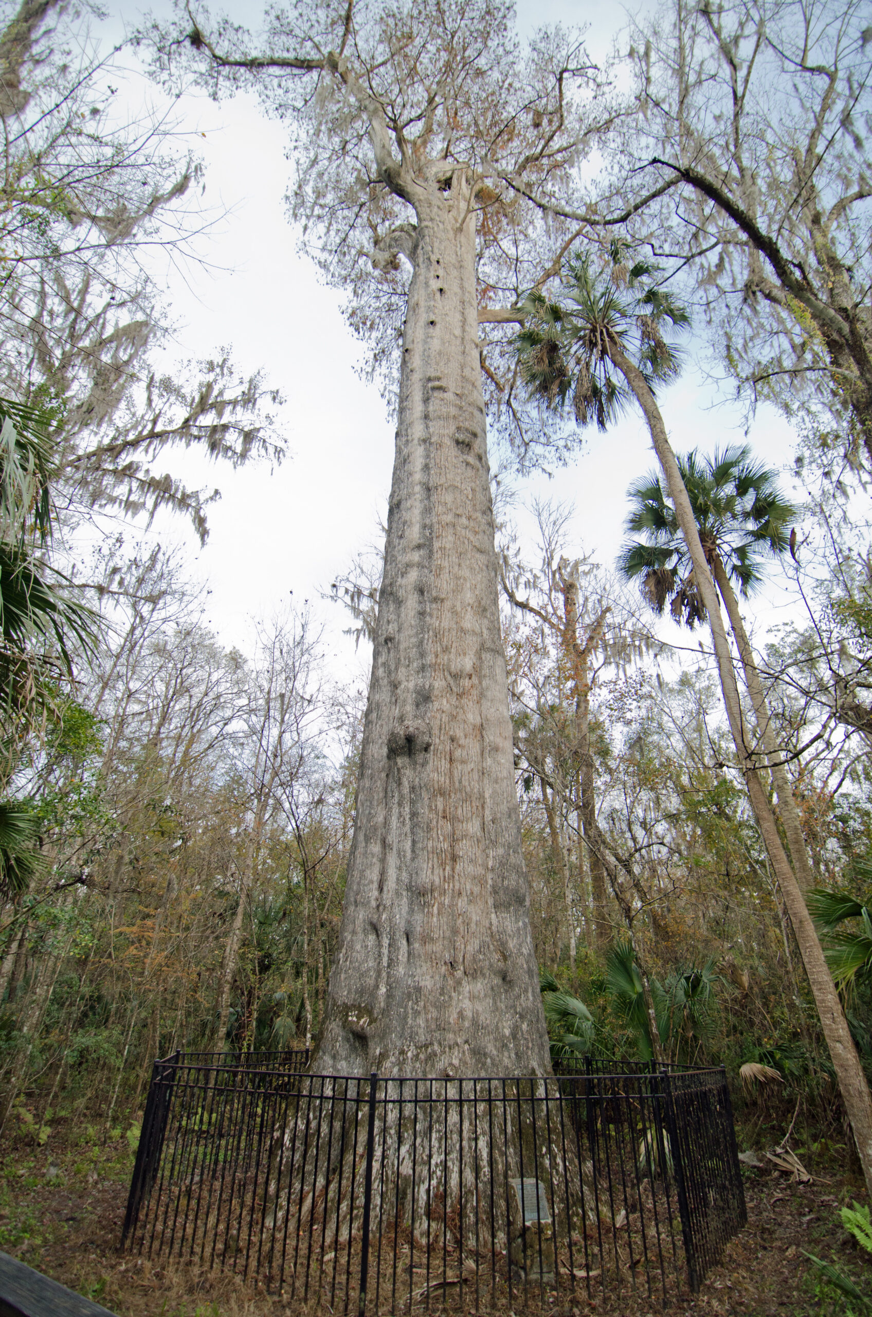 Senator – Pond Cypress, USA