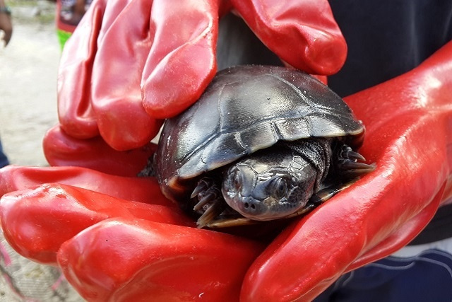 Seychelles Black Mud Turtle