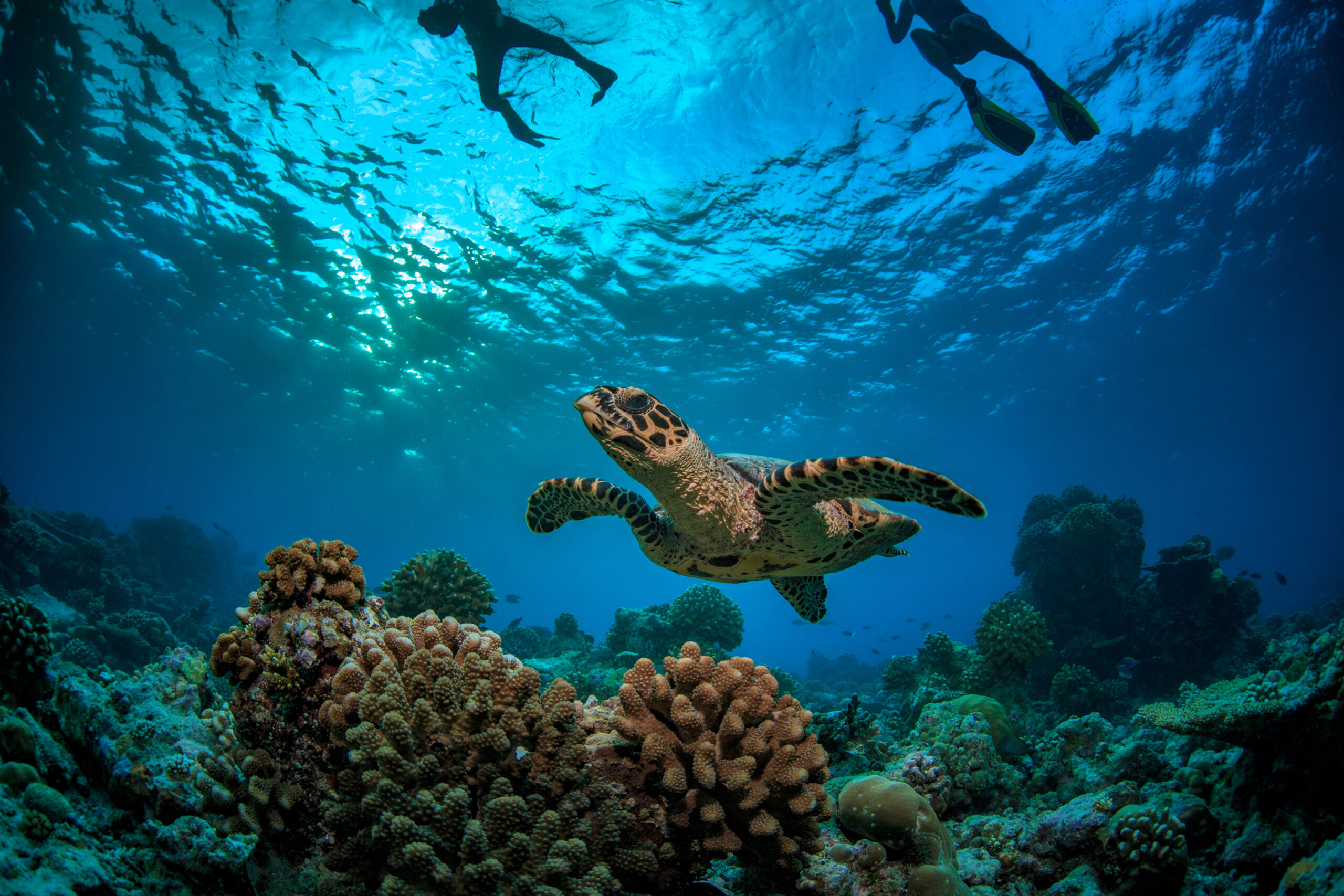 Seychelles Coral Reefs, Indian Ocean