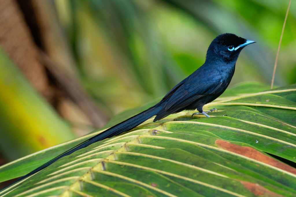 Seychelles Paradise Flycatcher