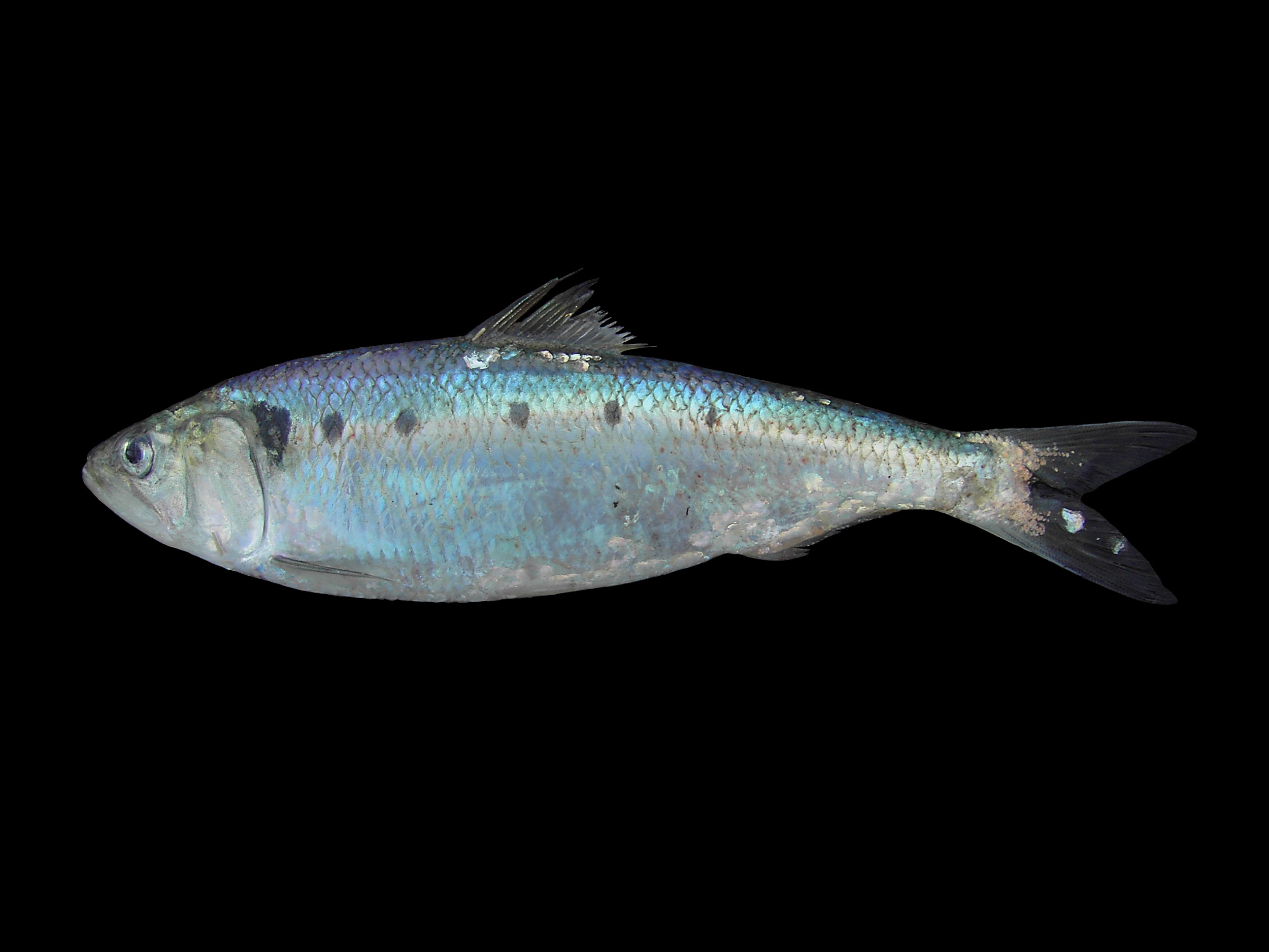 Shad (Alosa spp.)