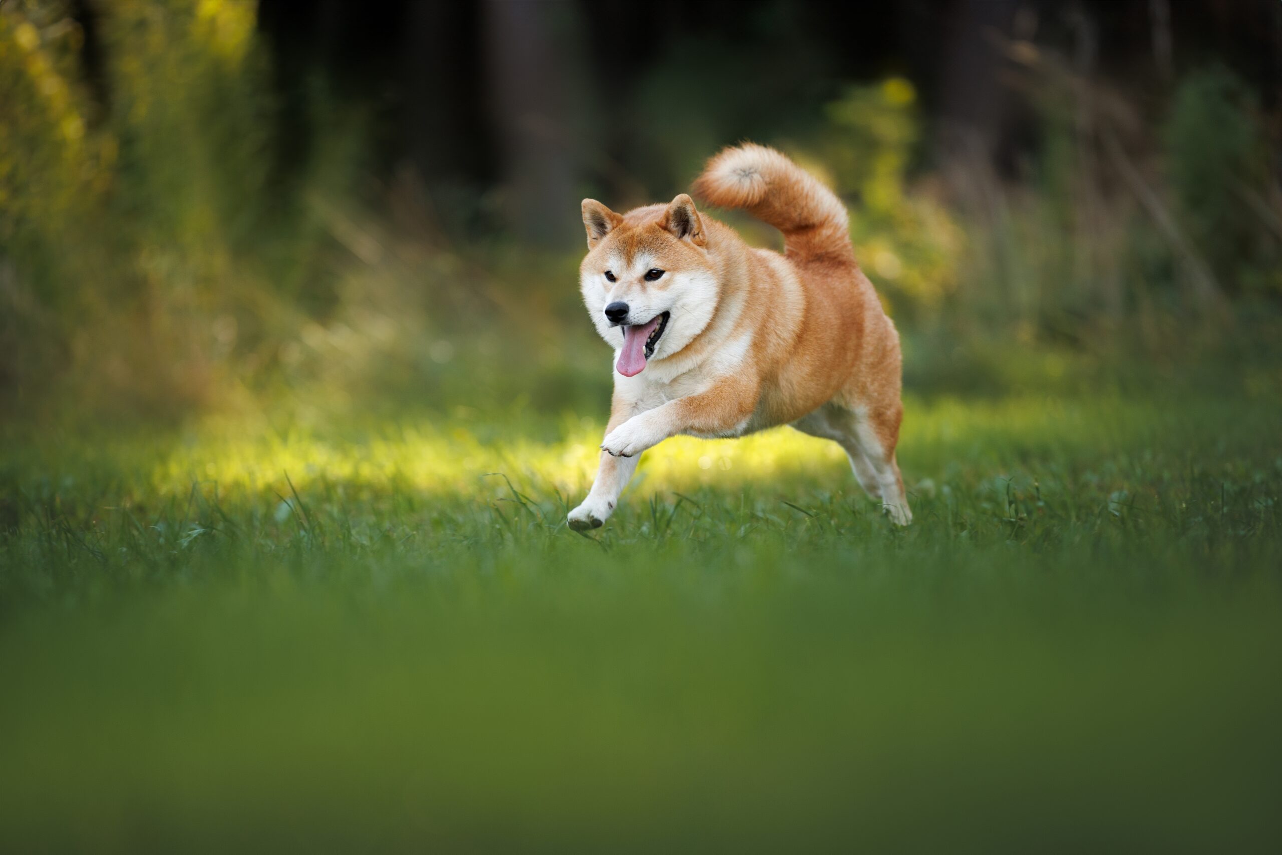 Shiba Inu