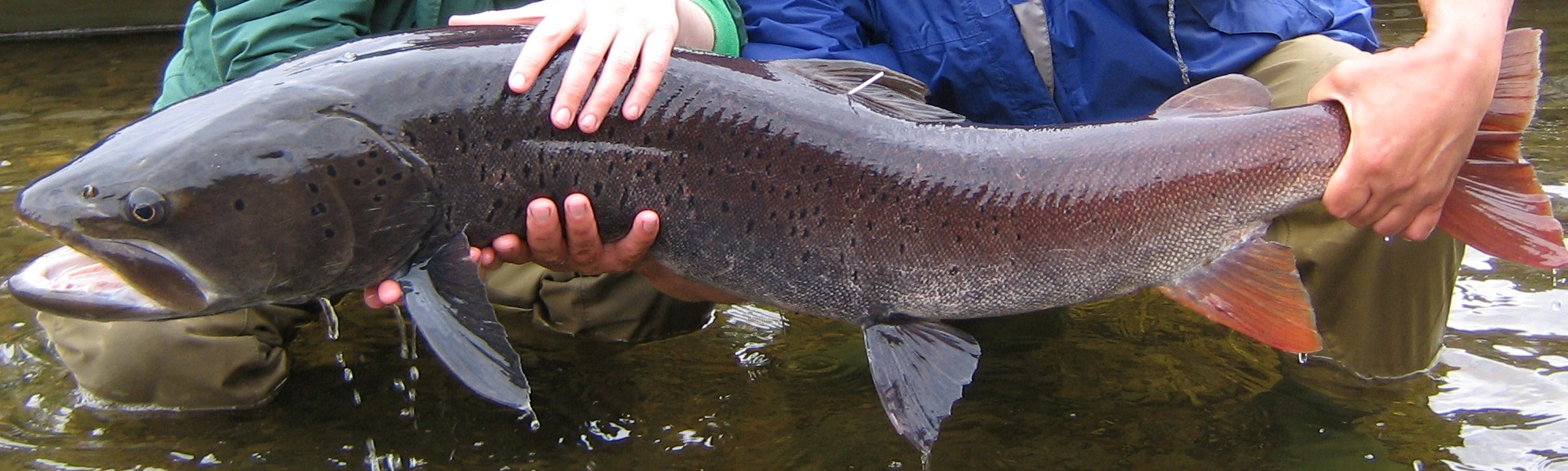 Siberian Taimen (Hucho taimen)