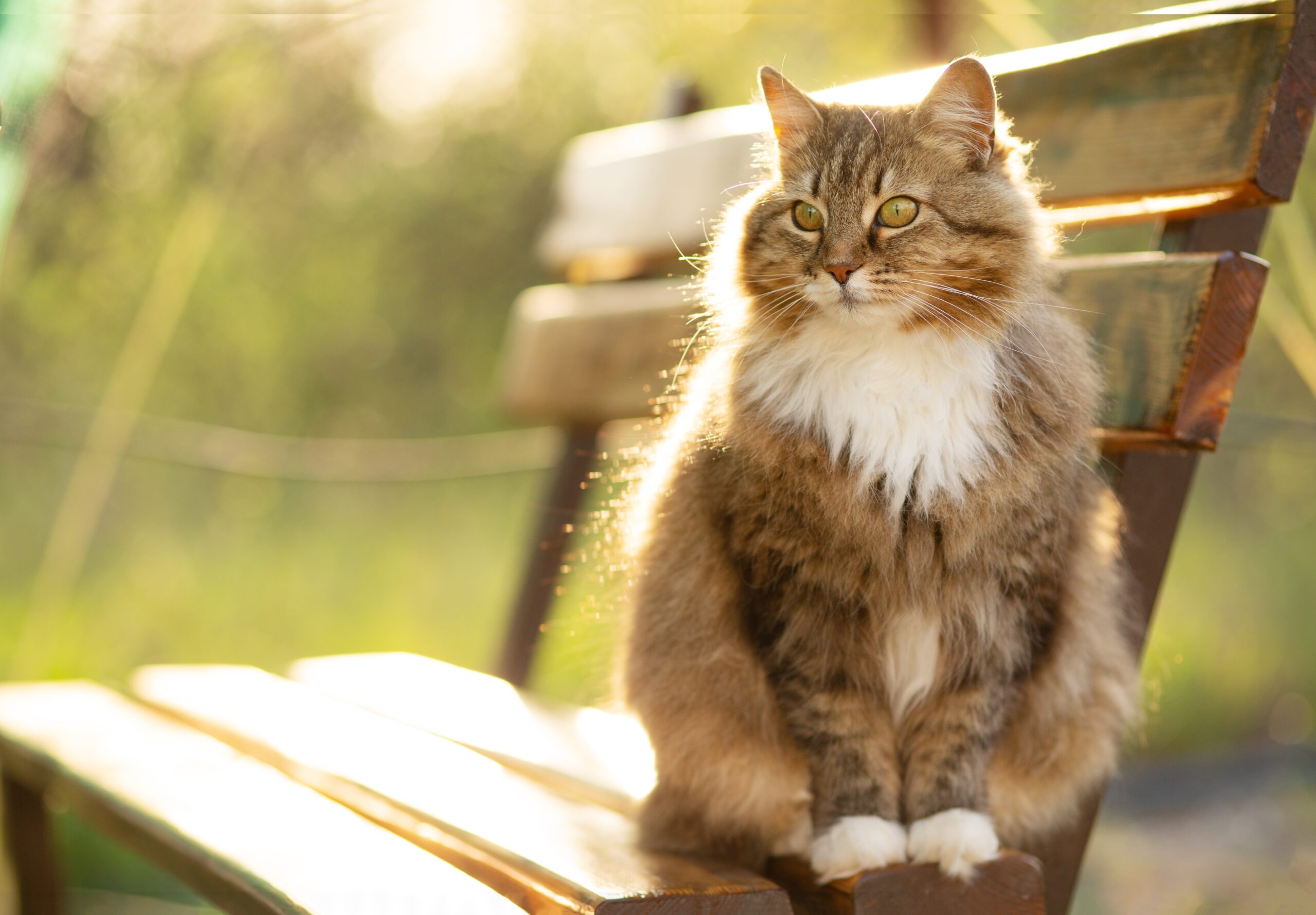 Siberian cat