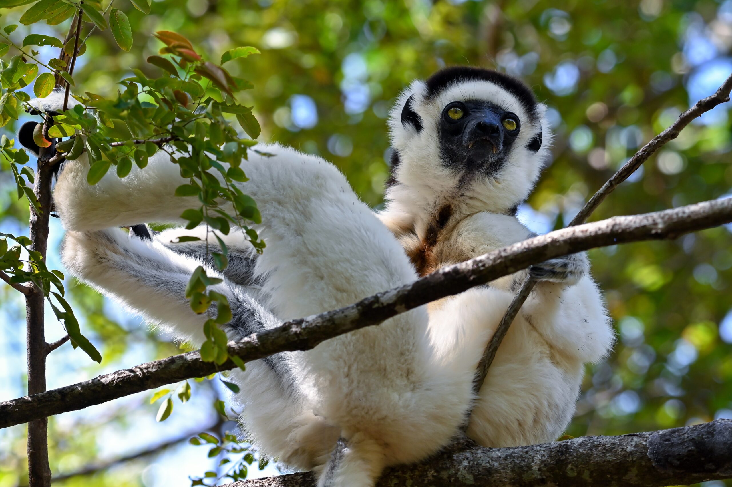 Sifaka Lemur