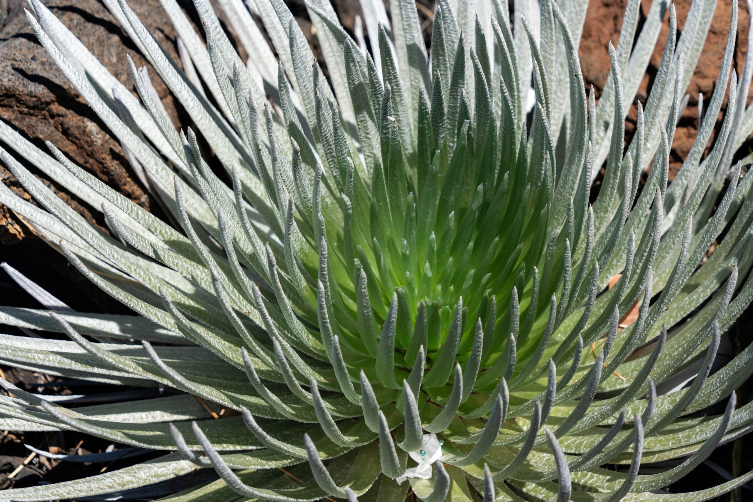 Silver Sword Plant (Argyroxiphium sandwicense)