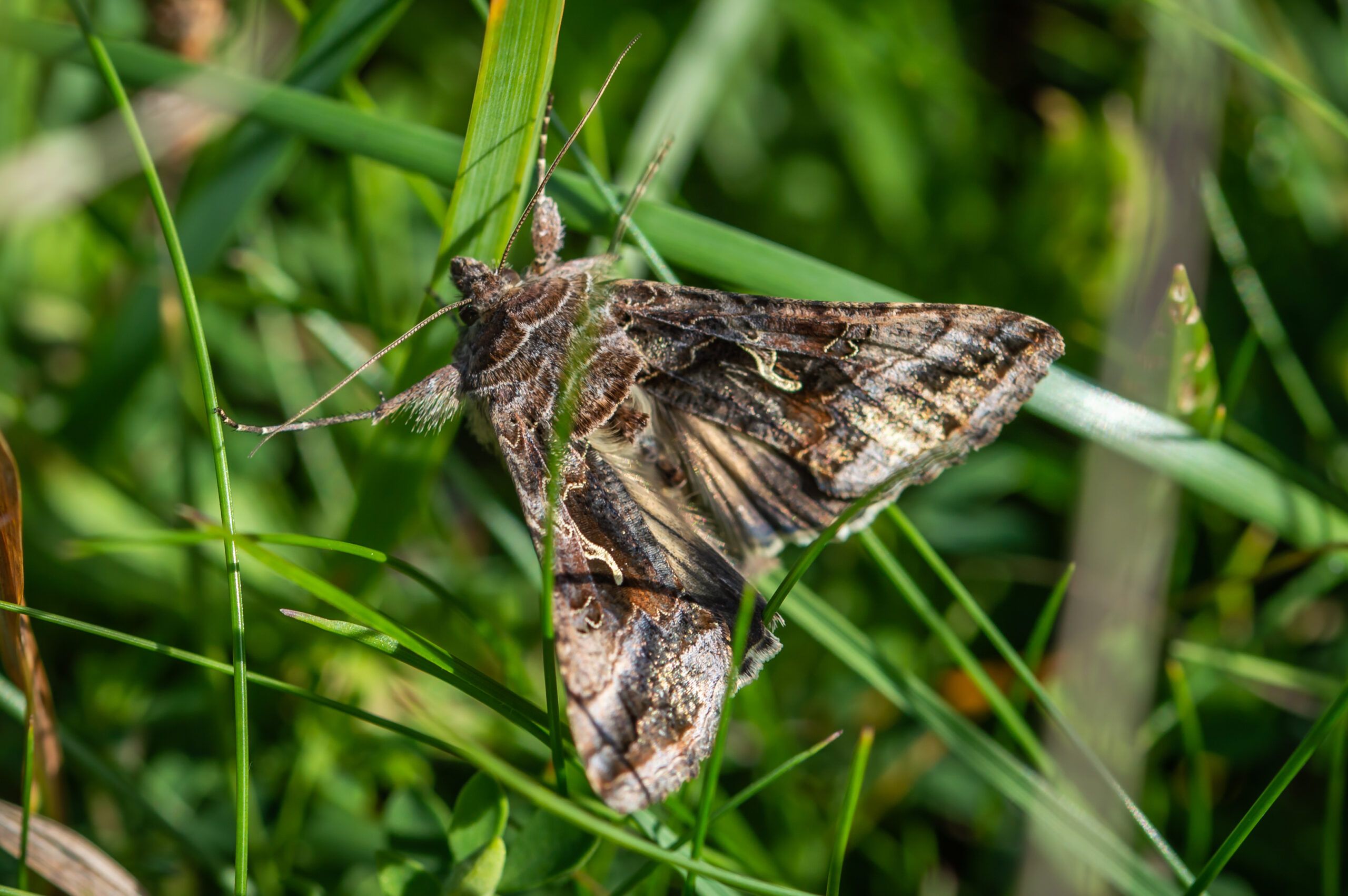 Silver Y Moth (Autographa gamma)