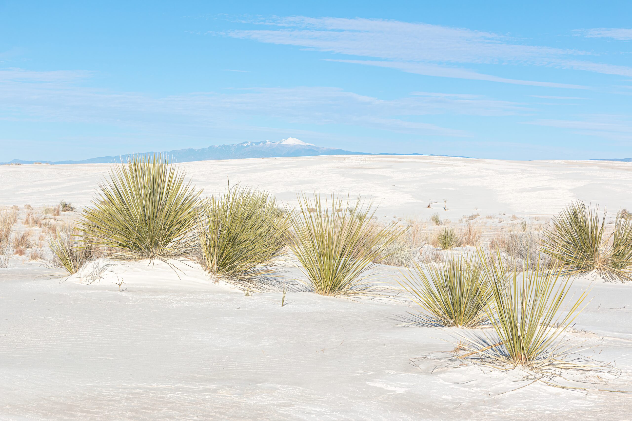 Soaptree Yucca