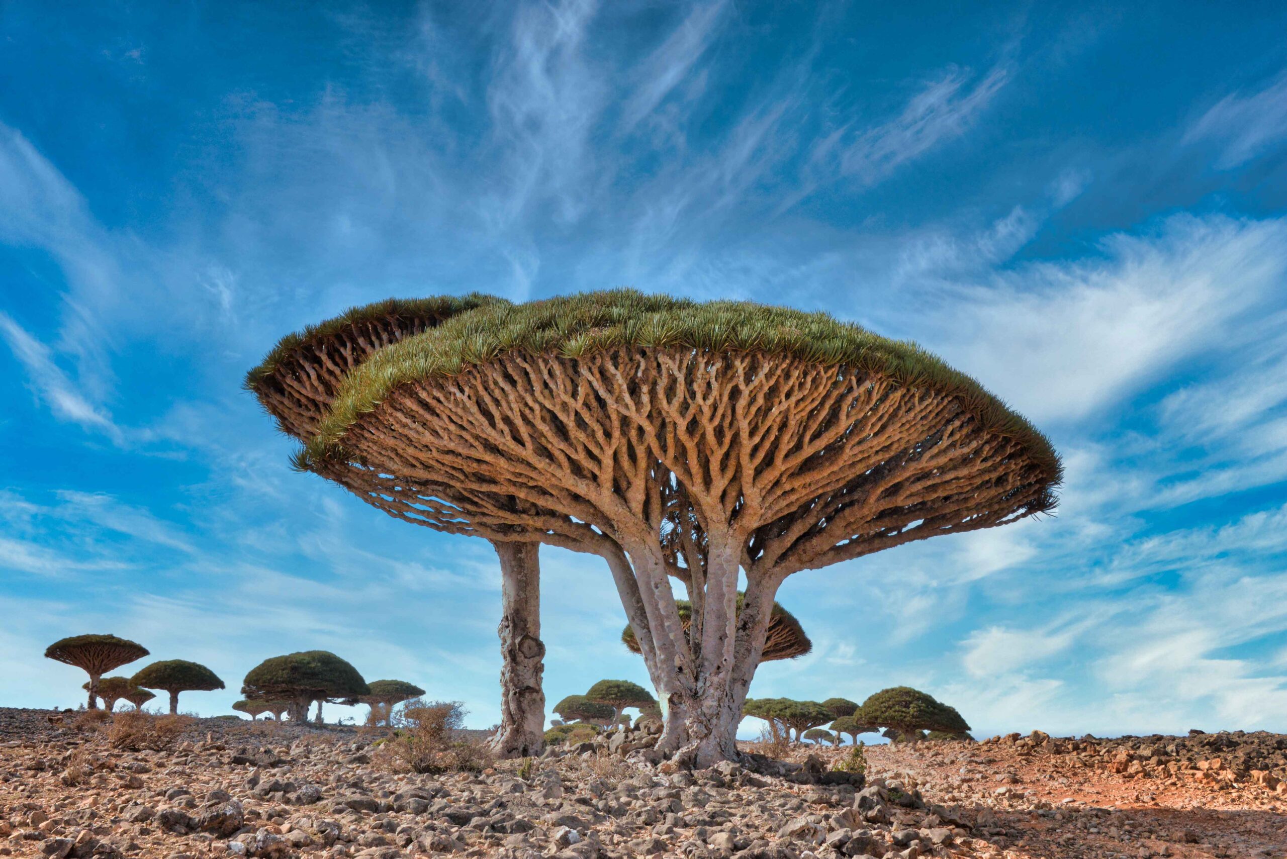 Socotra Island, Yemen