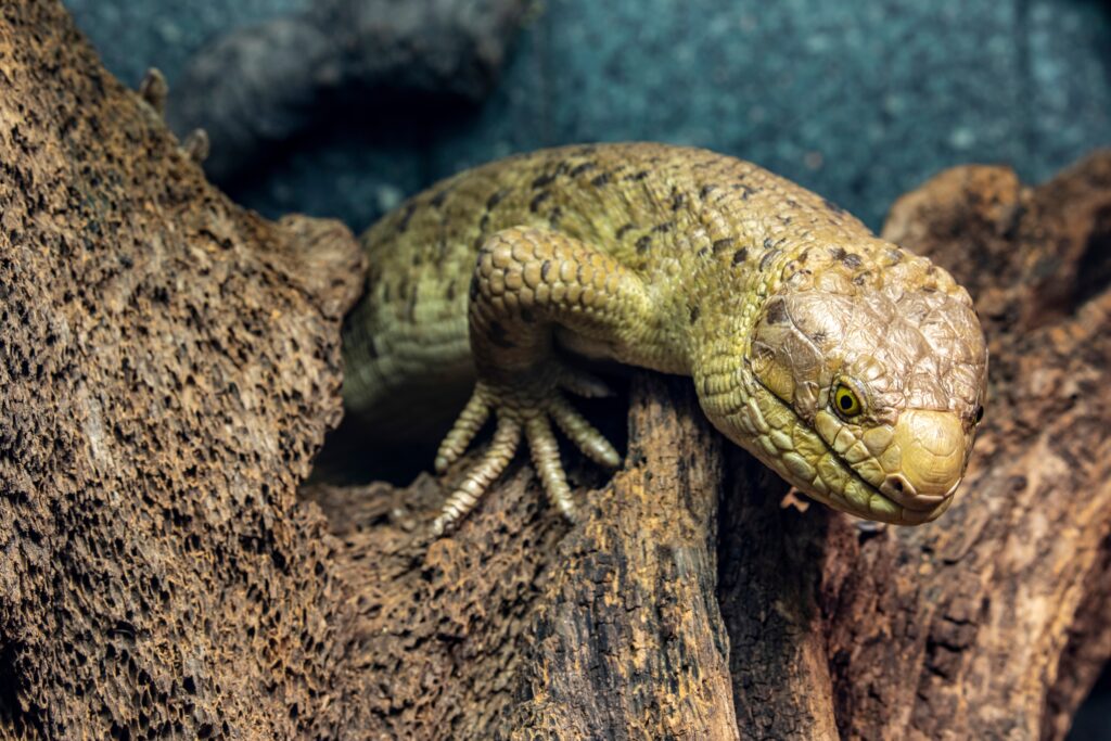 Solomon Islands Skink