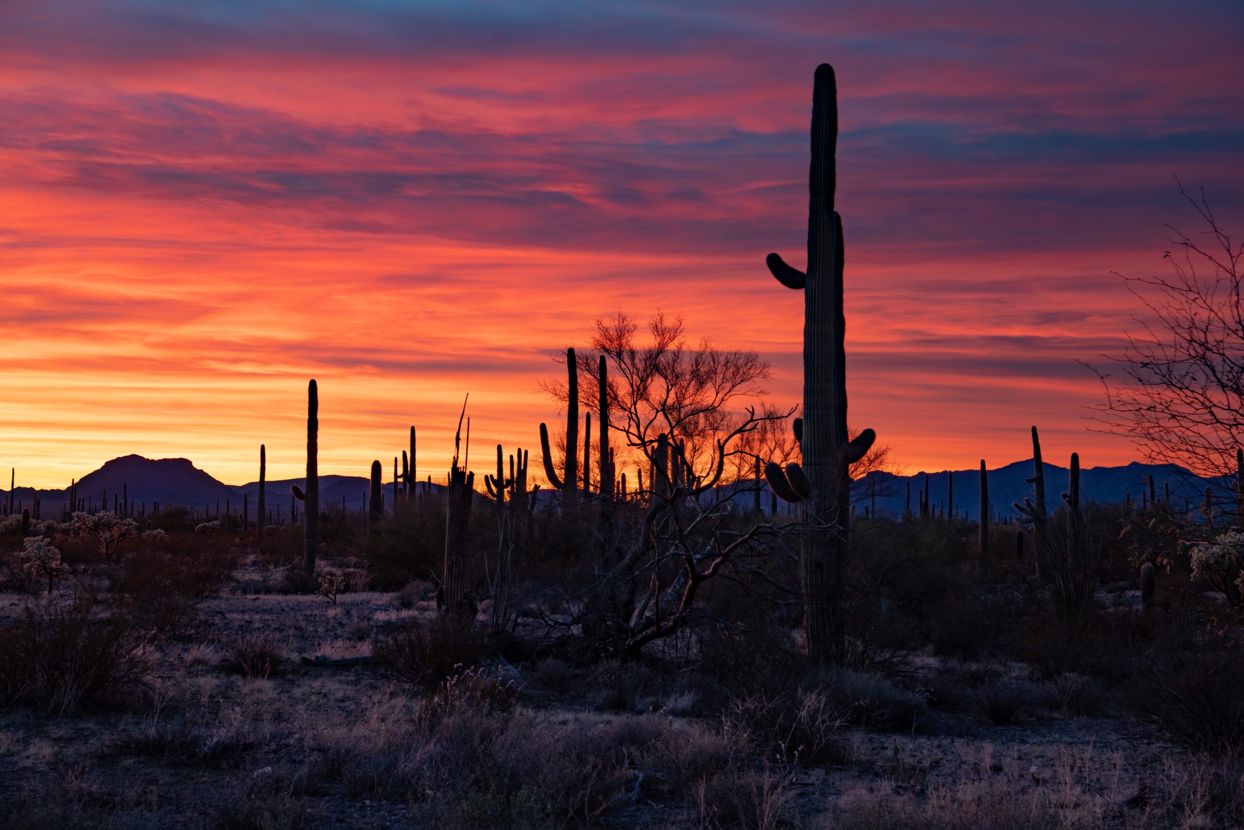 Sonoran Desert, USA/Mexico