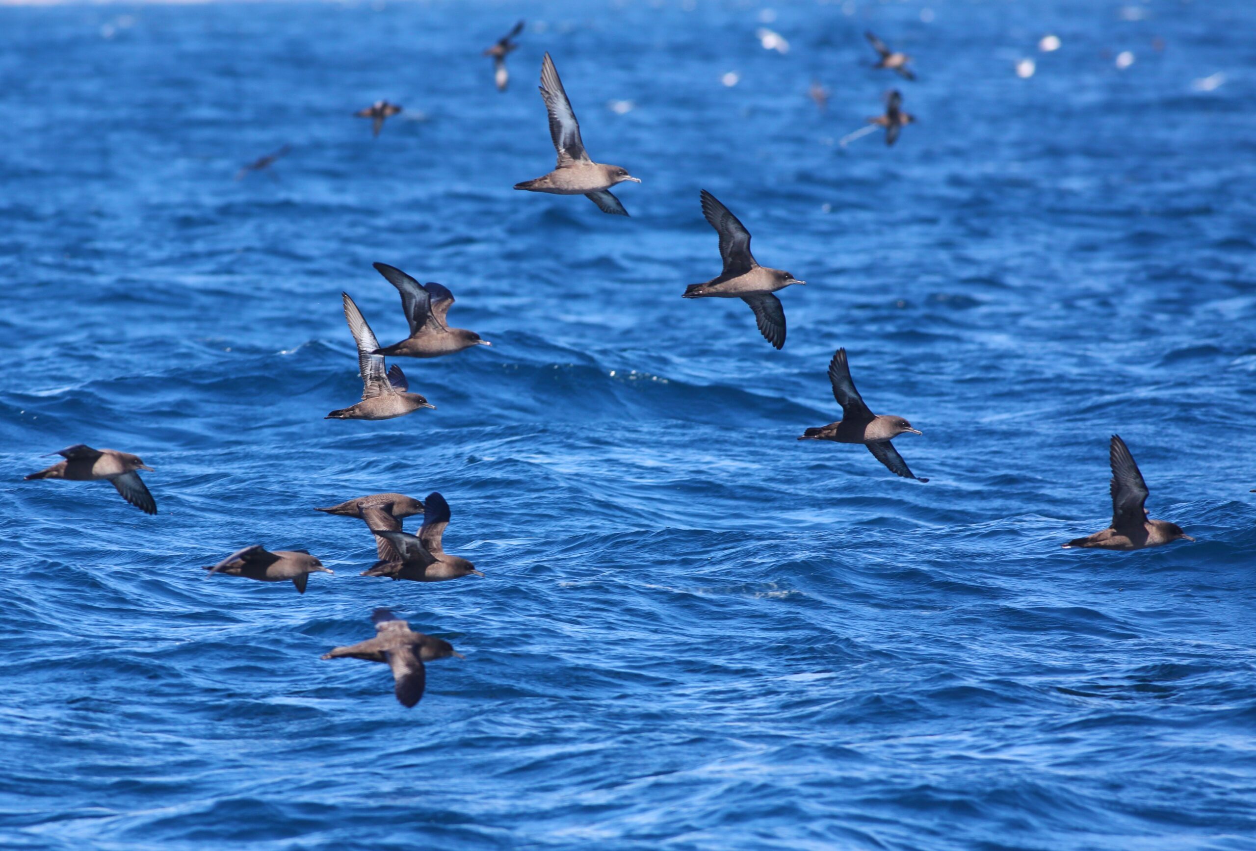 Sooty Shearwater