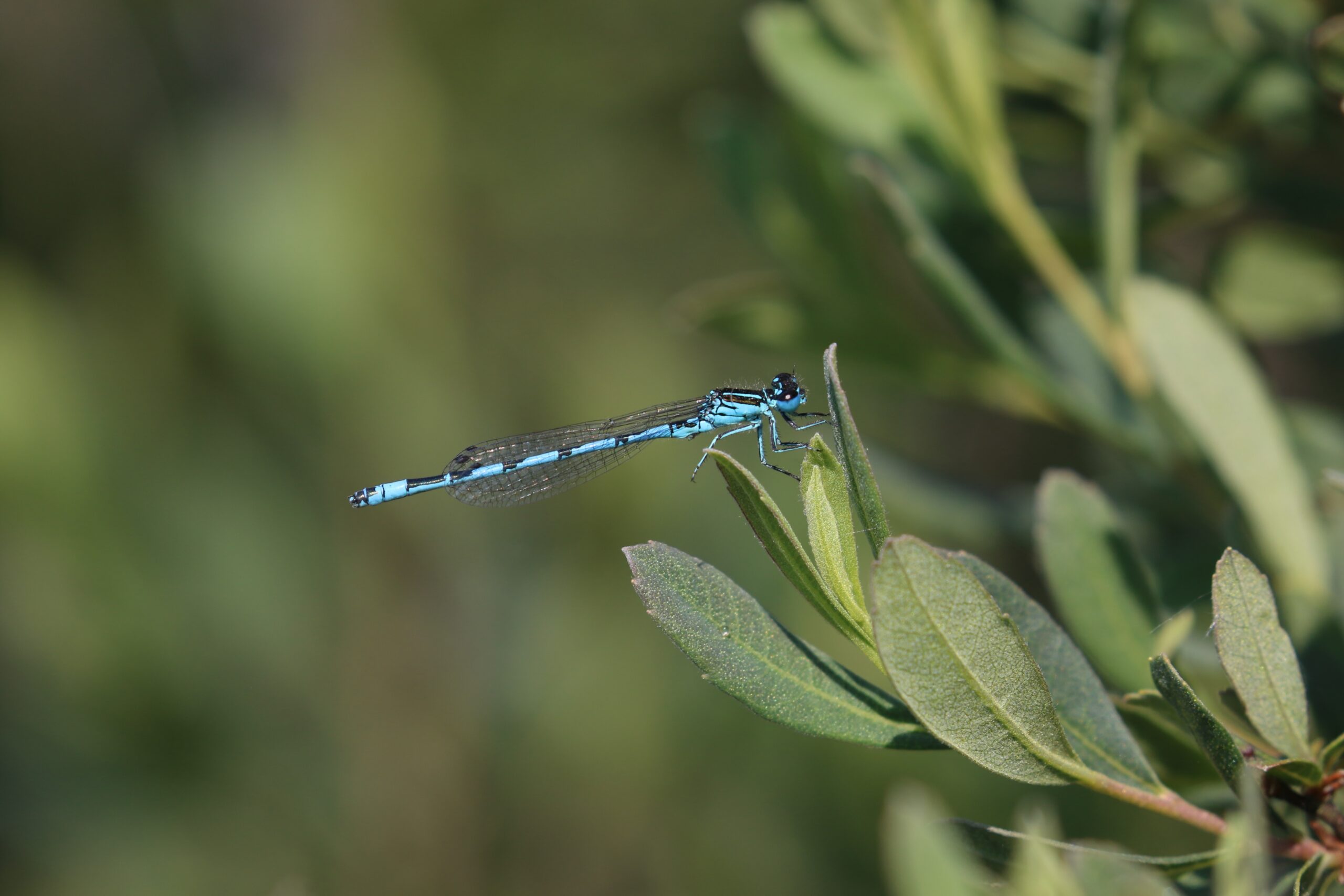 Southern Damselfly