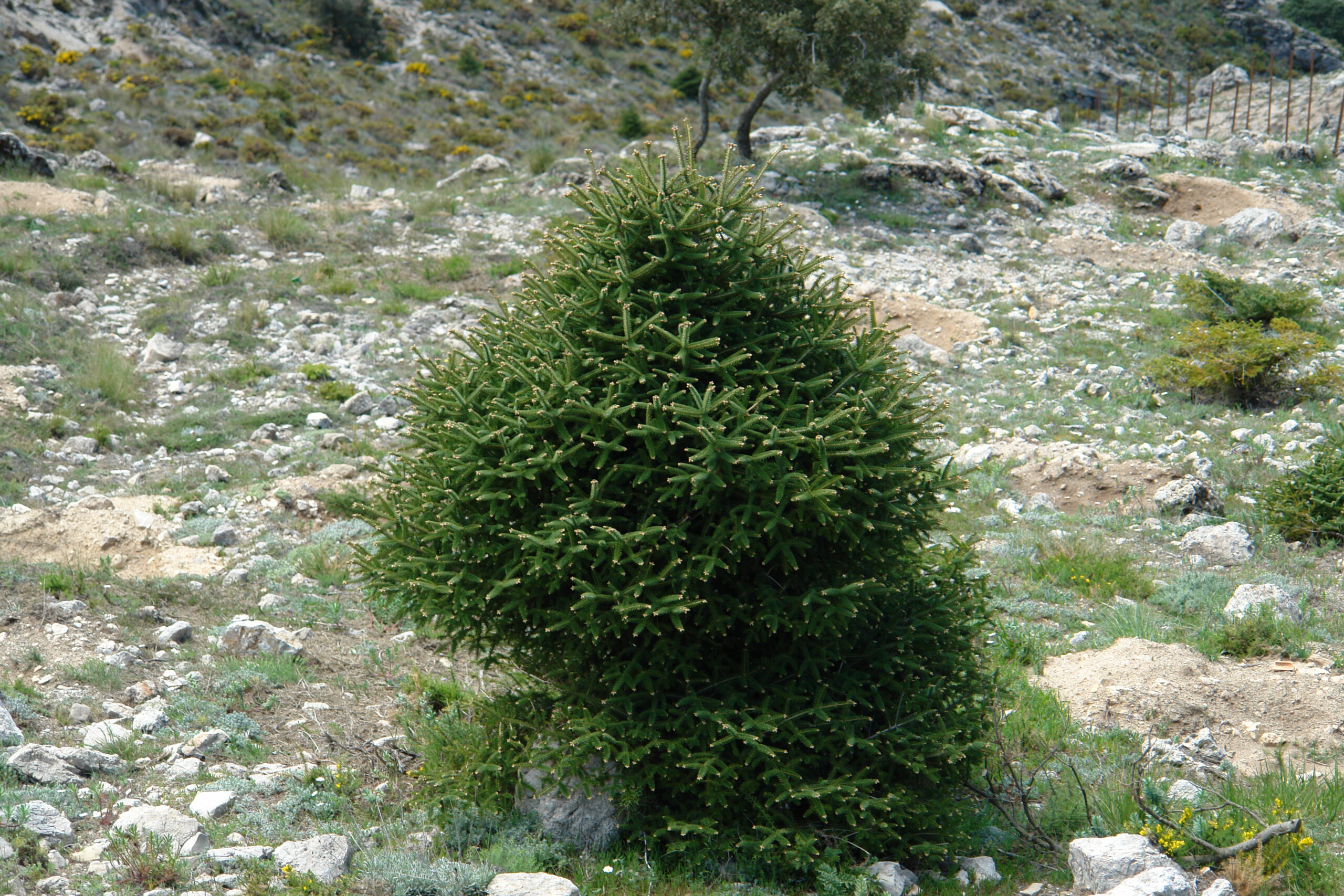 Spanish Fir (Abies pinsapo)