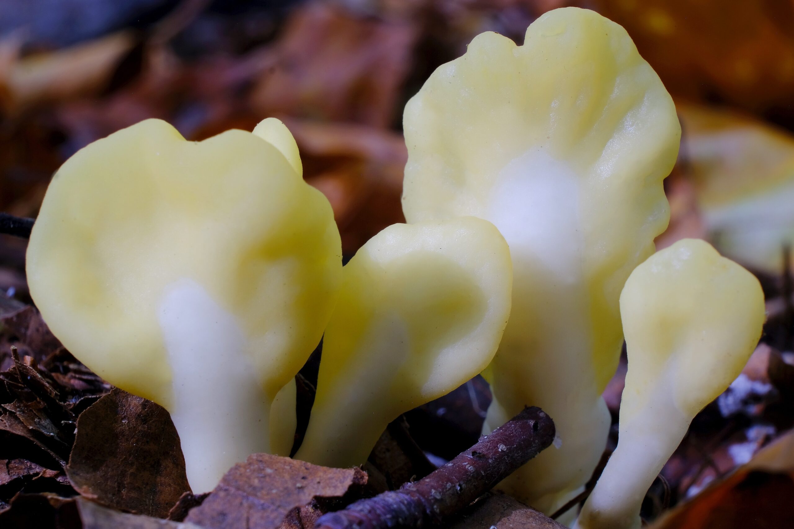 Yellow Earth Tongue (Spathularia flavida)