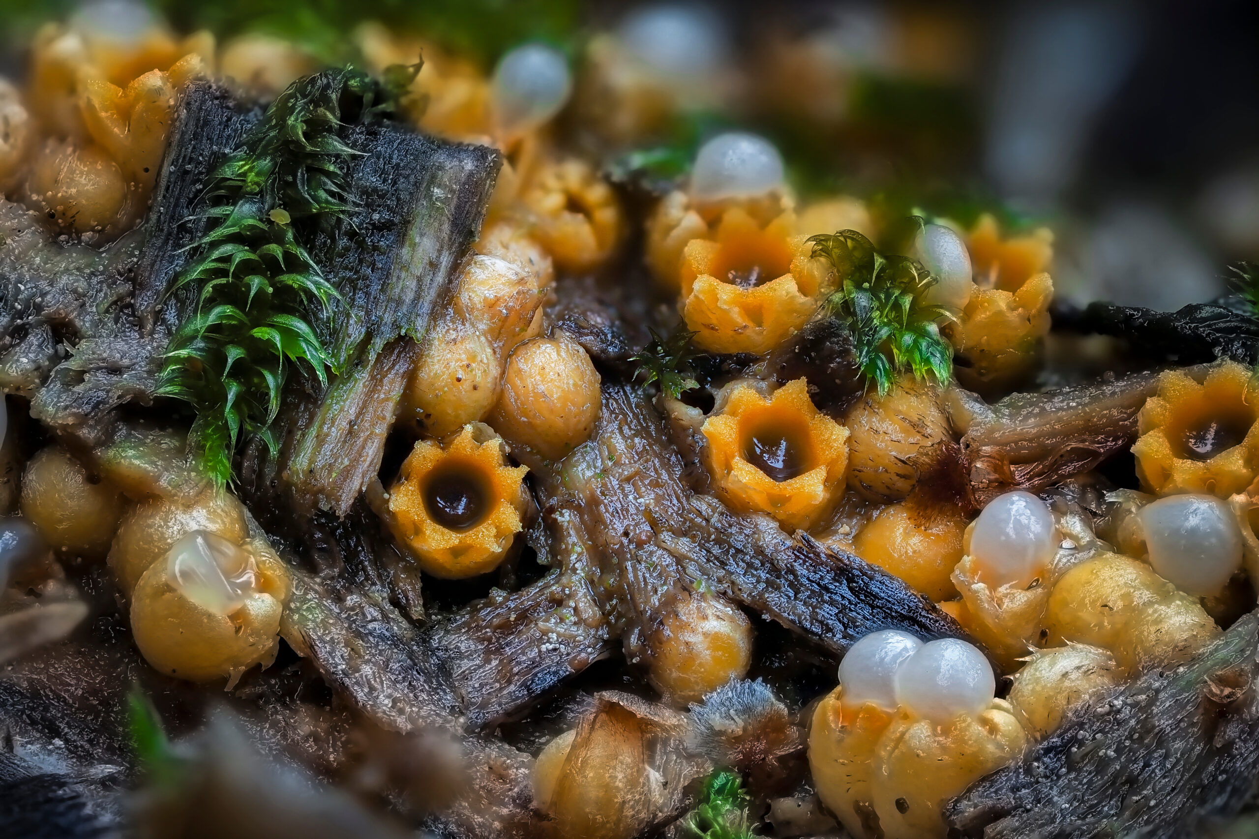 Cannonball Fungus (Sphaerobolus stellatus)